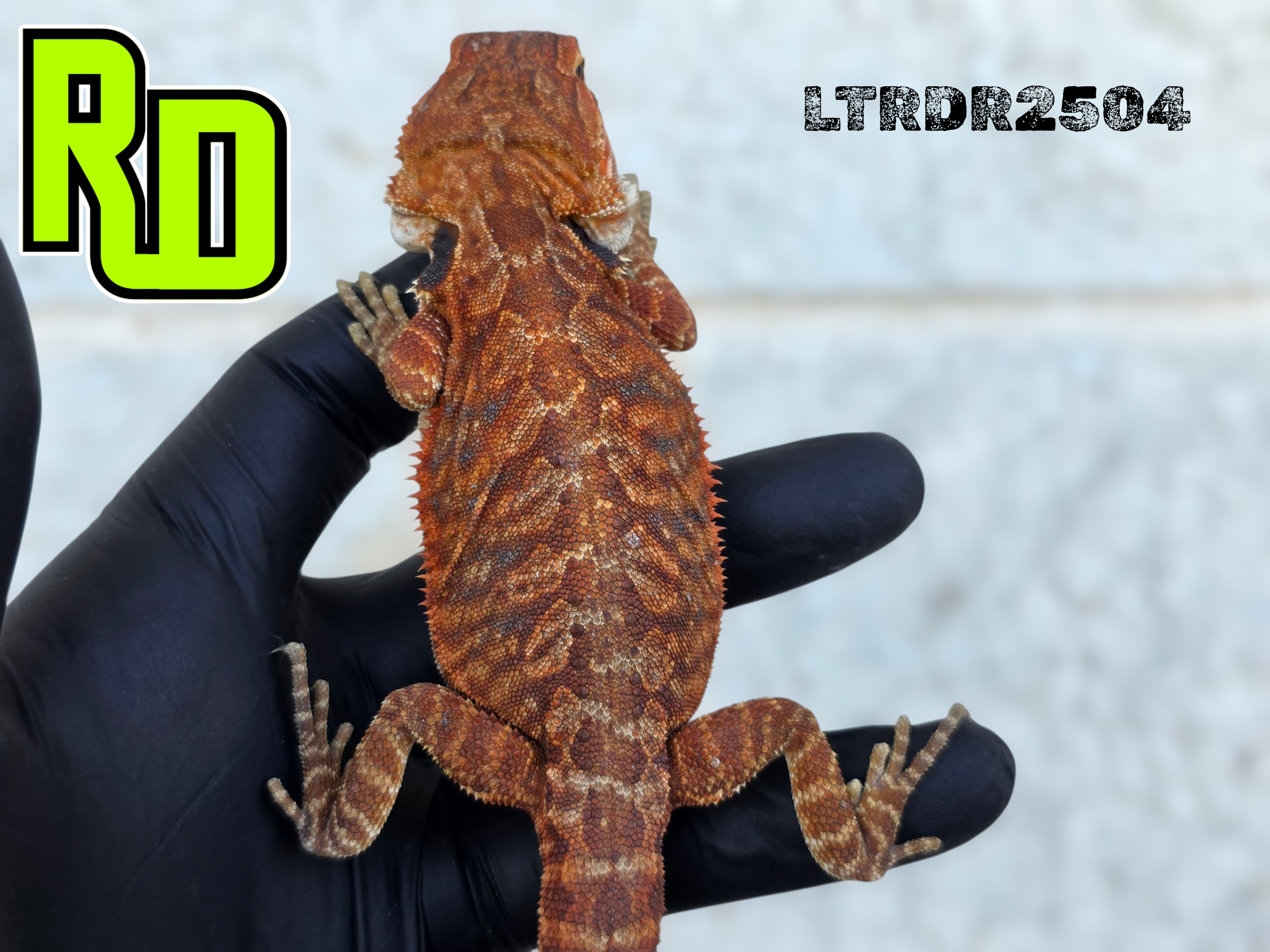2025 RD Red Leather Tiger Male - Reptile Deli Inc.