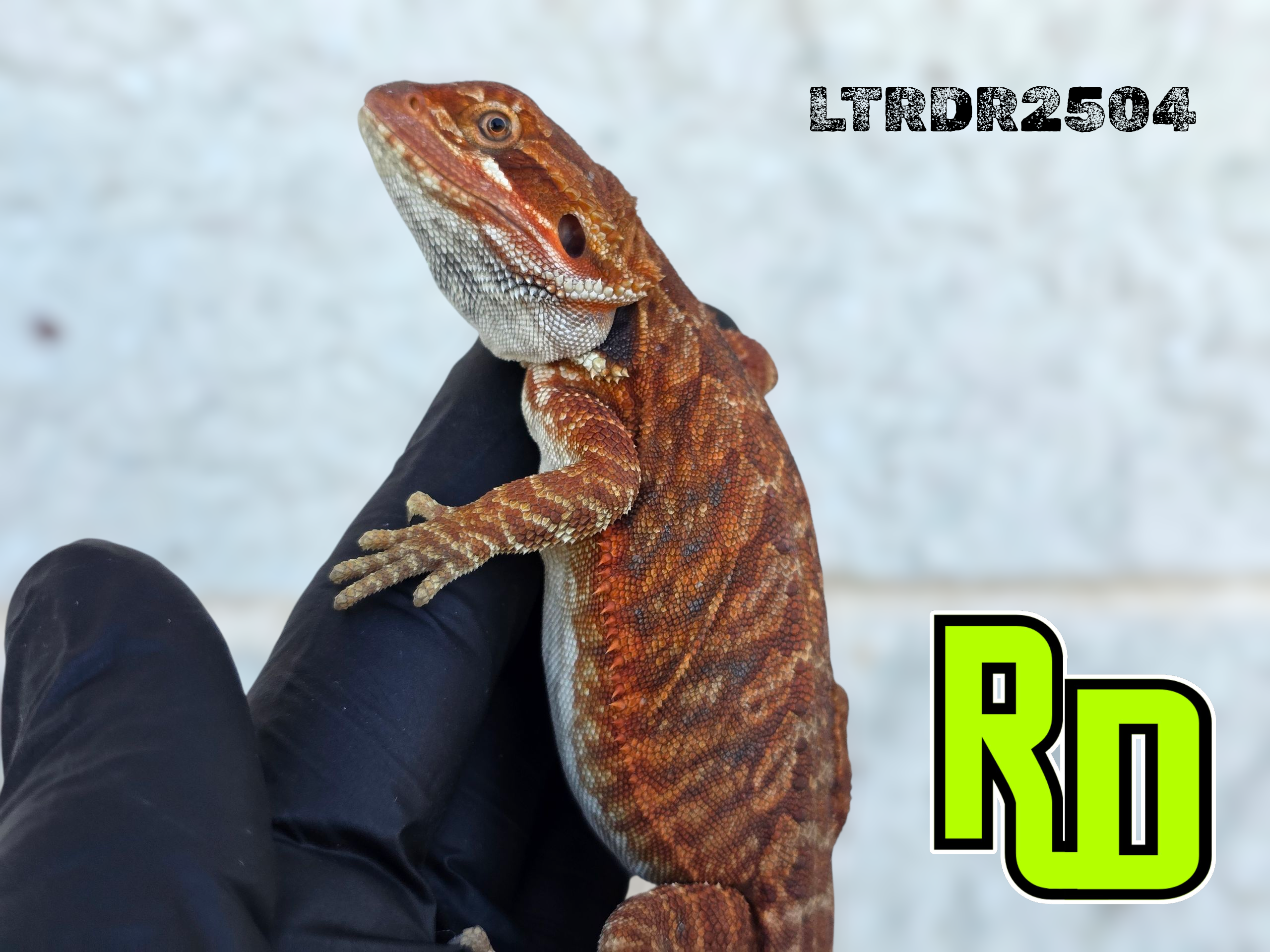2025 RD Red Leather Tiger Male - Reptile Deli Inc.