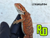 2025 RD Red Leather Tiger Male - Reptile Deli Inc.