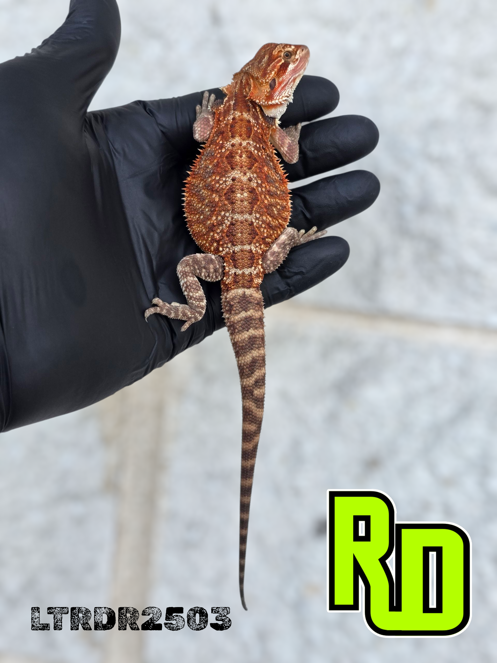 2025 RD Red Tiger Male - Reptile Deli Inc.