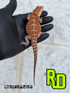 2025 RD Red Tiger Male - Reptile Deli Inc.