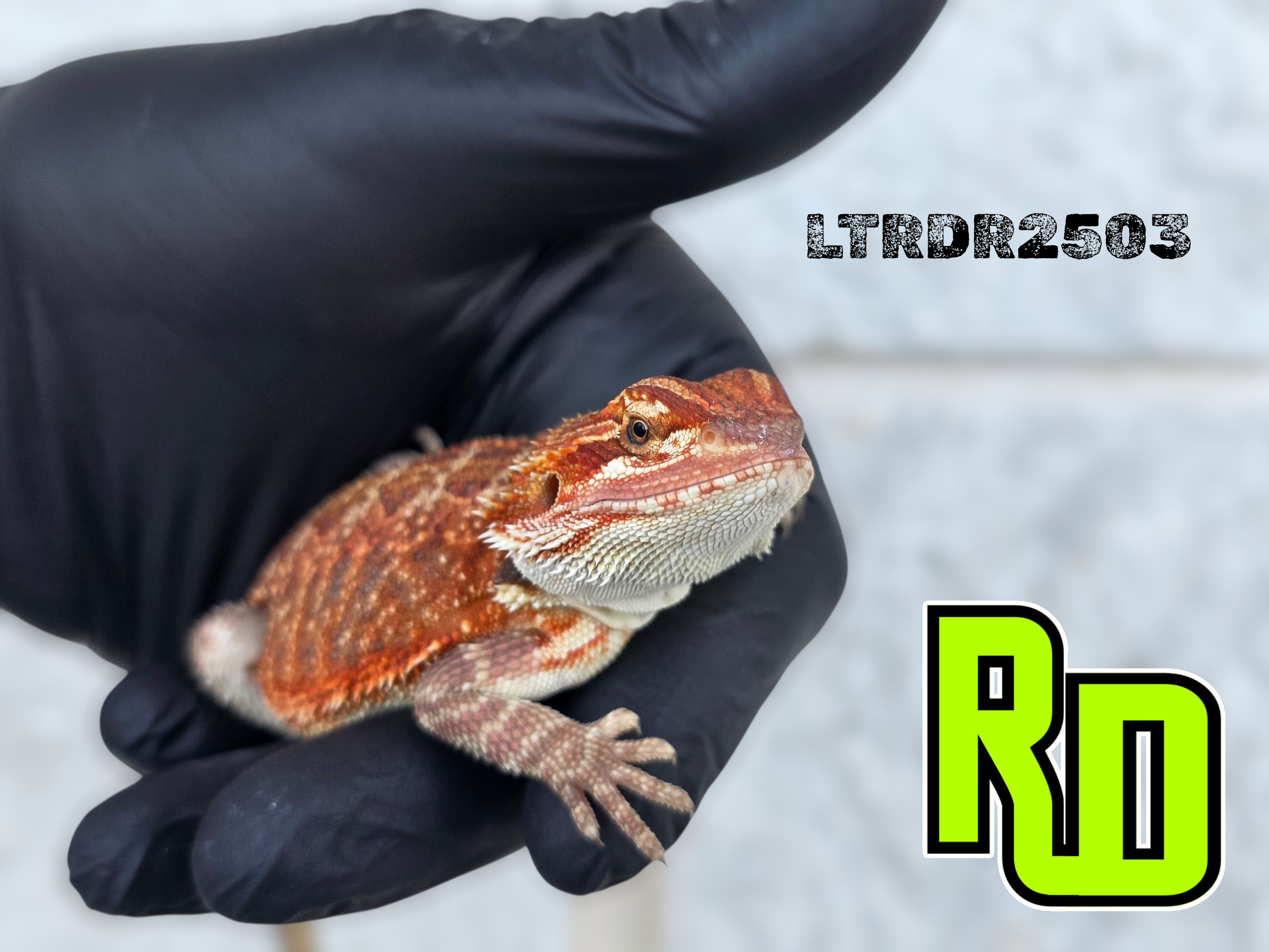 2025 RD Red Tiger Male - Reptile Deli Inc.