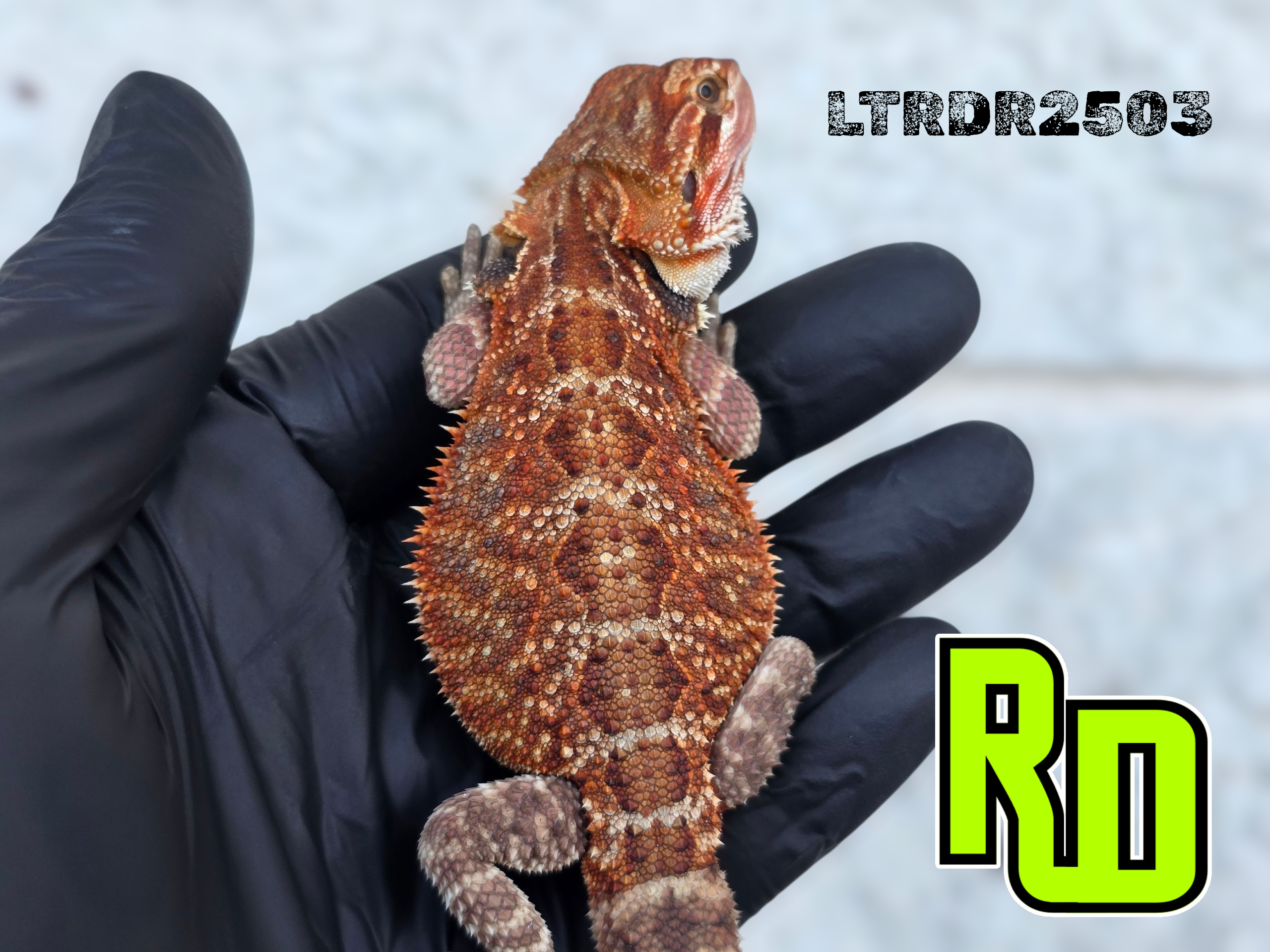 2025 RD Red Tiger Male - Reptile Deli Inc.