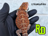 2025 RD Red Tiger Male - Reptile Deli Inc.