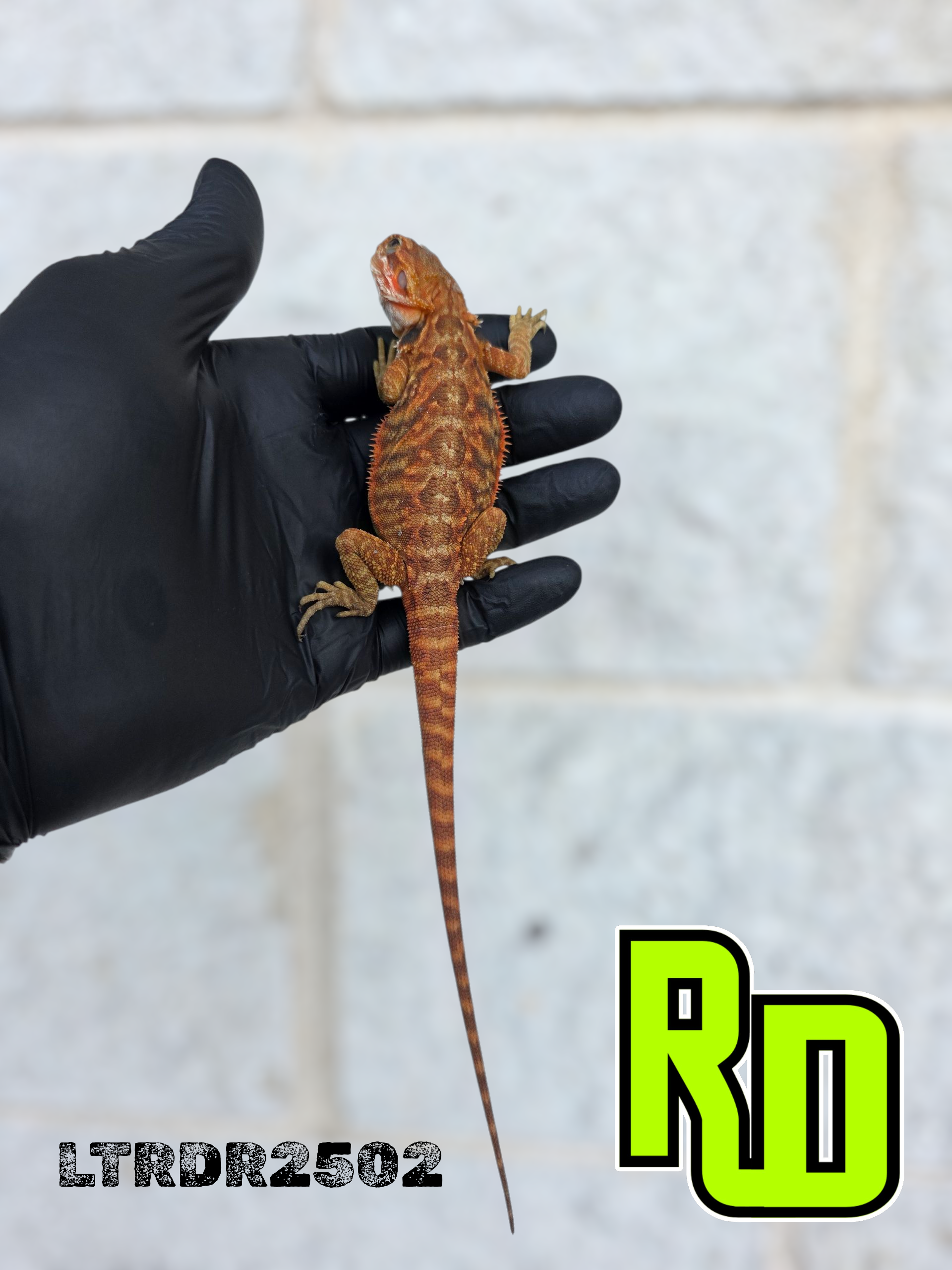 2025 RD Red Translucent Tiger Leather Male - Reptile Deli Inc.