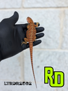 2025 RD Red Translucent Tiger Leather Male - Reptile Deli Inc.