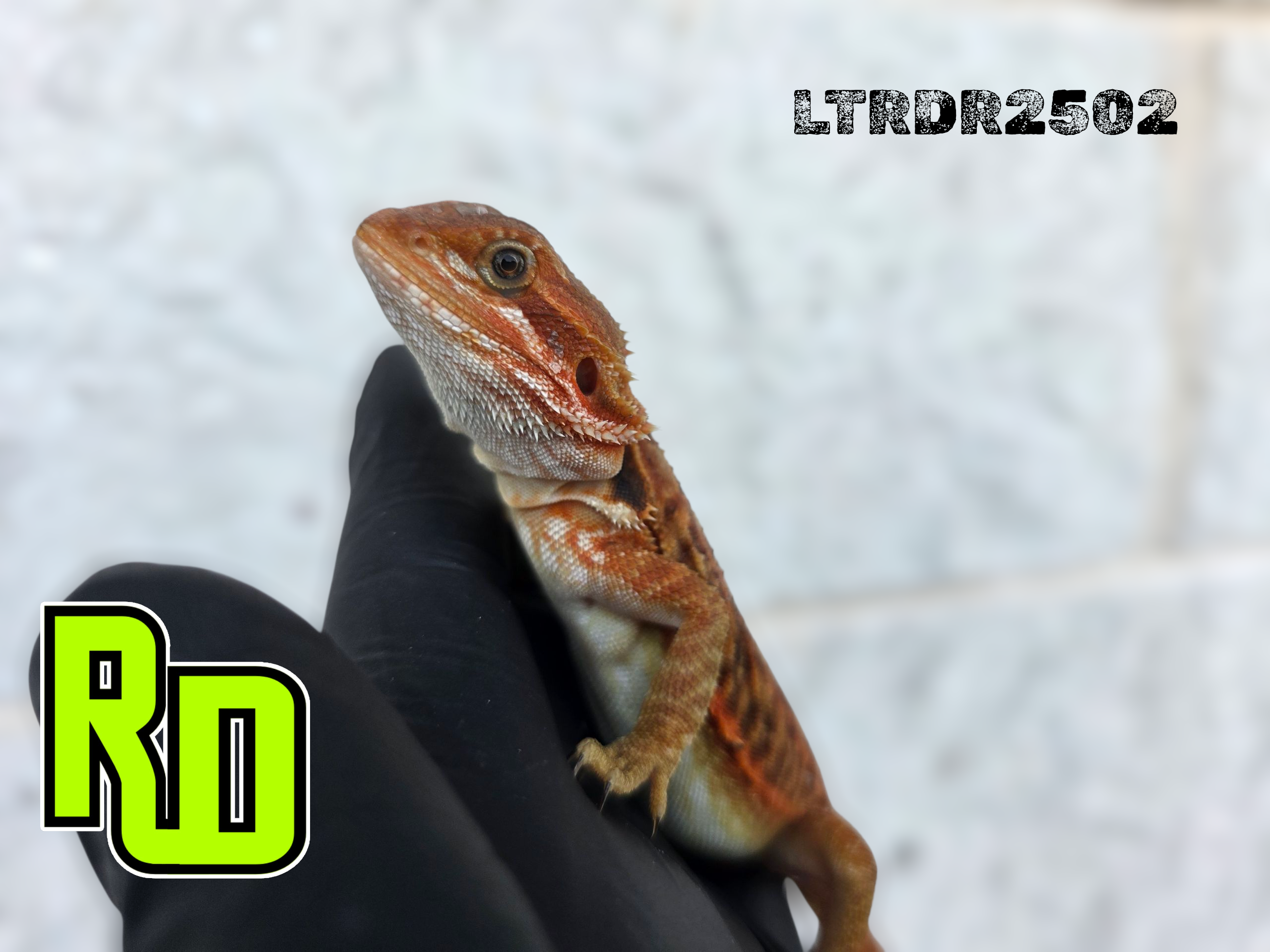 2025 RD Red Translucent Tiger Leather Male - Reptile Deli Inc.