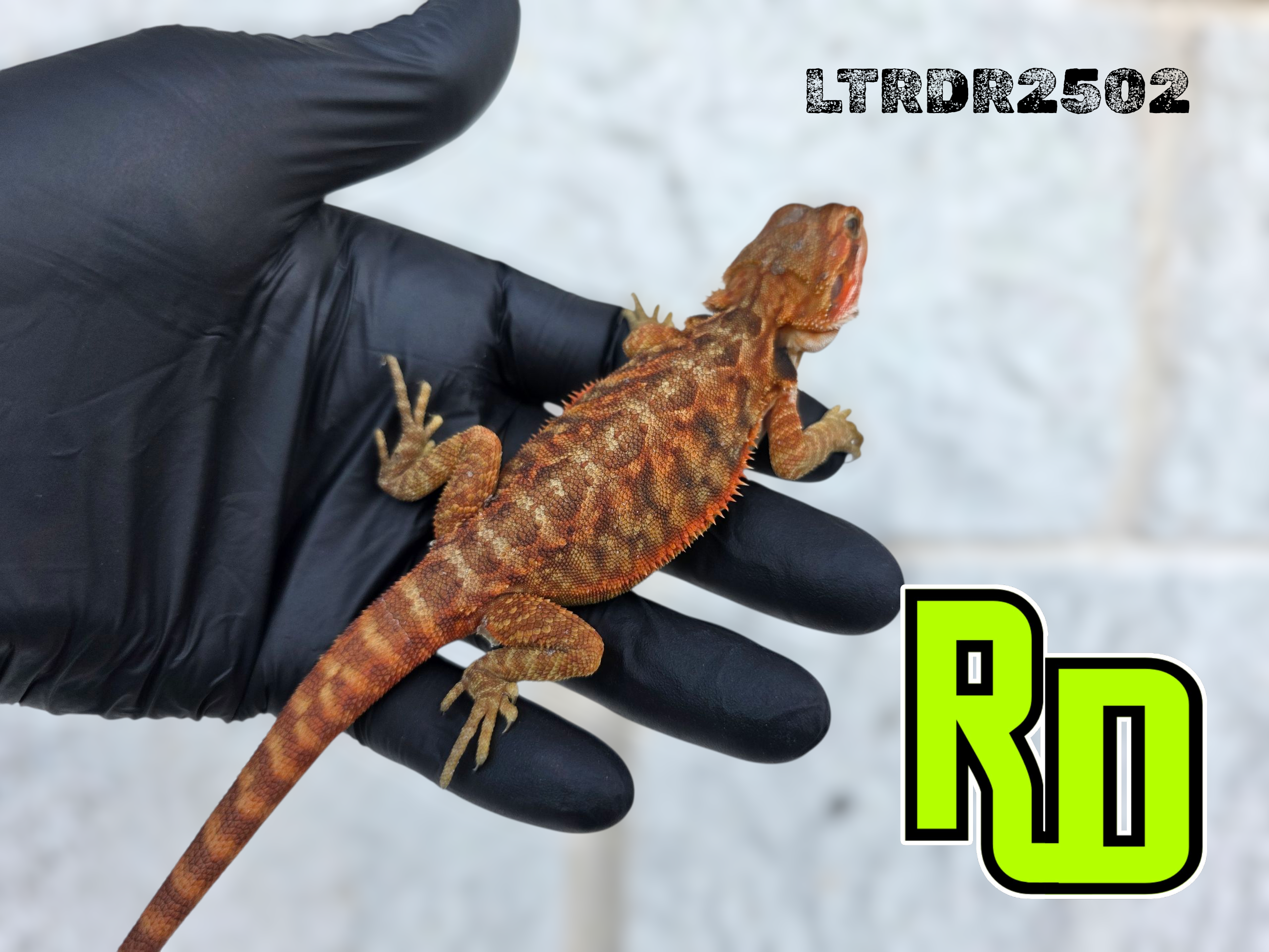 2025 RD Red Translucent Tiger Leather Male - Reptile Deli Inc.