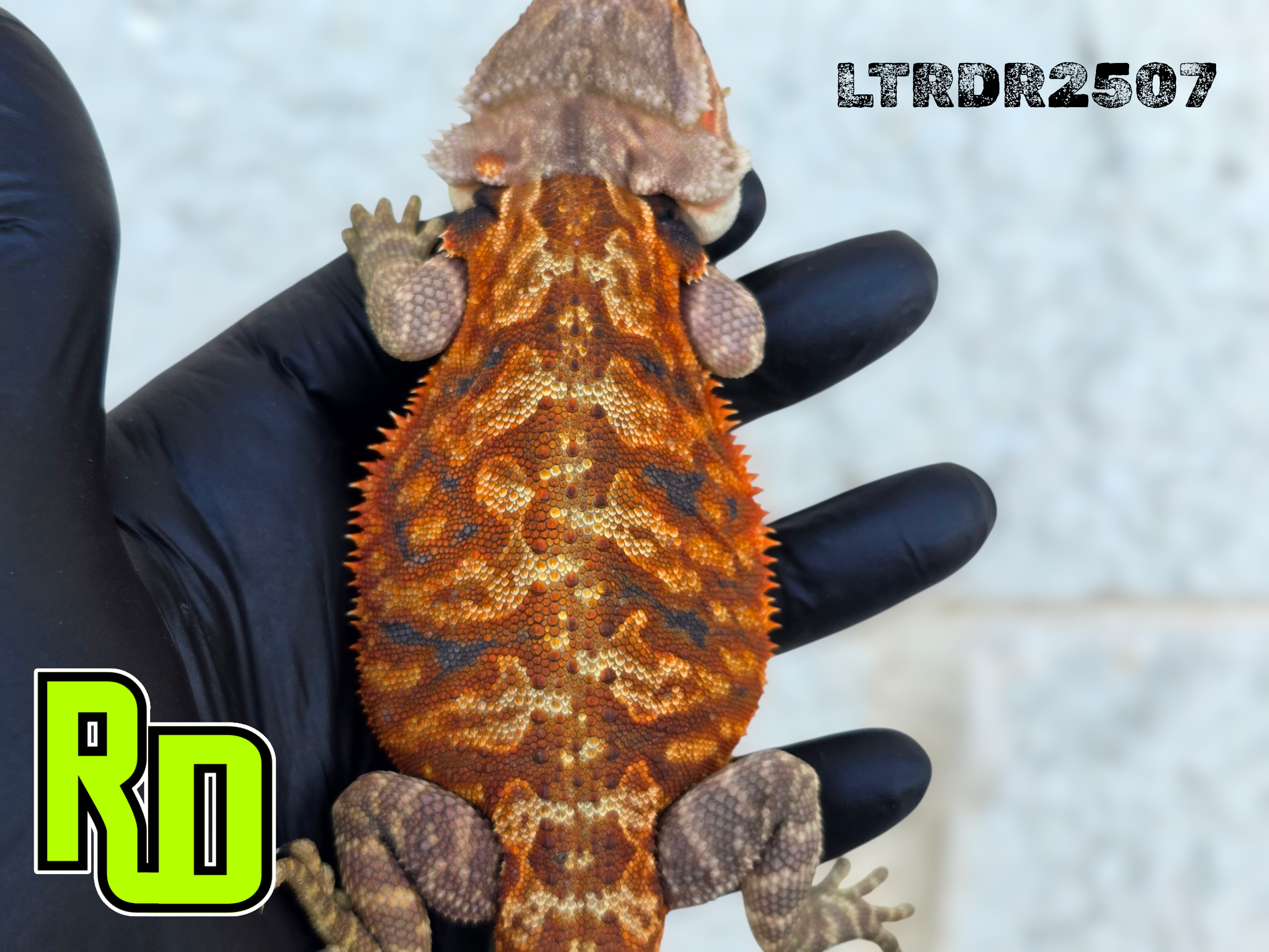 2025 RD Red Leather Tiger Male - Reptile Deli Inc.