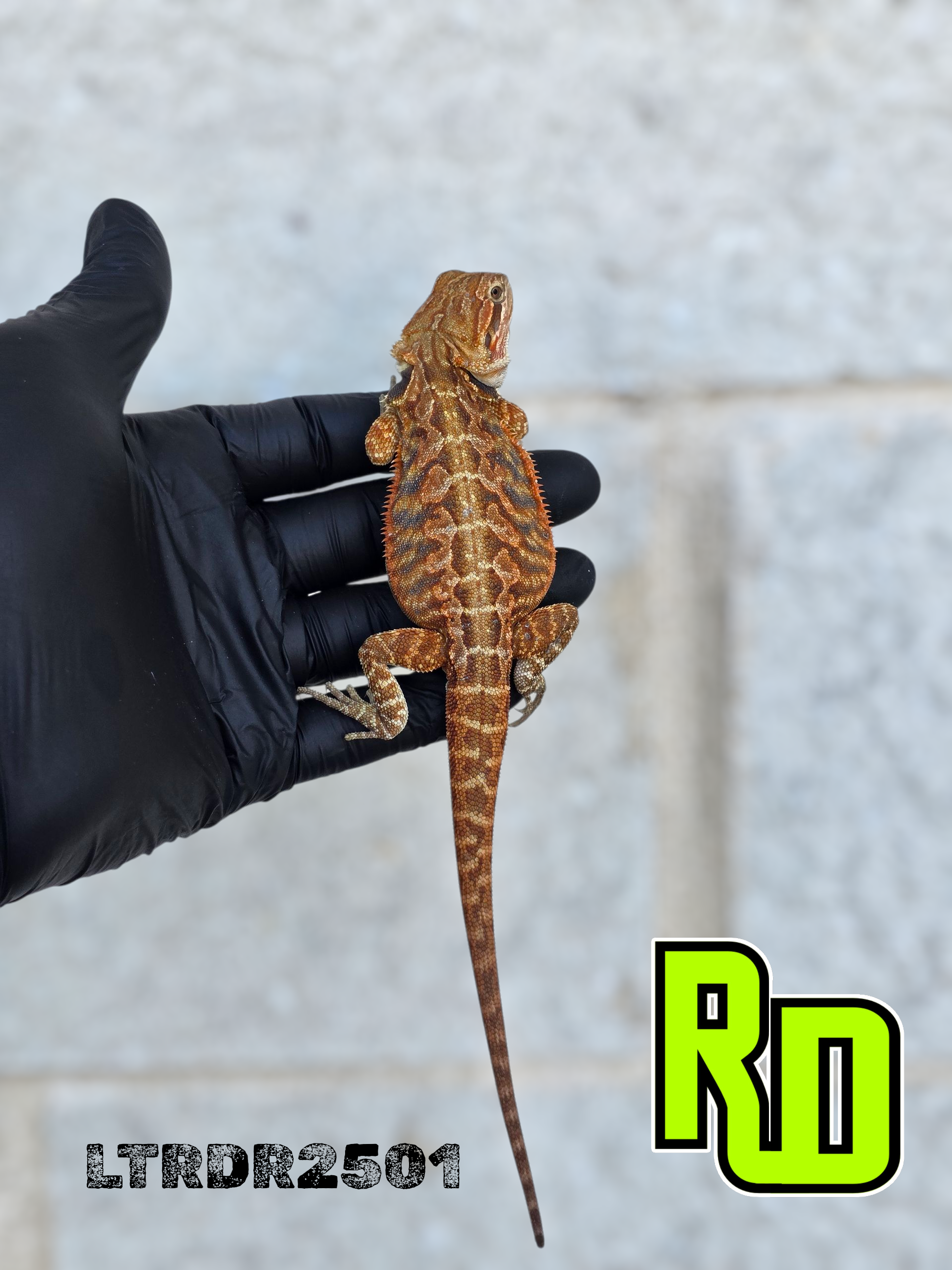 2025 RD Red Rainbow Tiger Leather Male - Reptile Deli Inc.