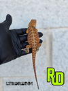 2025 RD Red Rainbow Tiger Leather Male - Reptile Deli Inc.