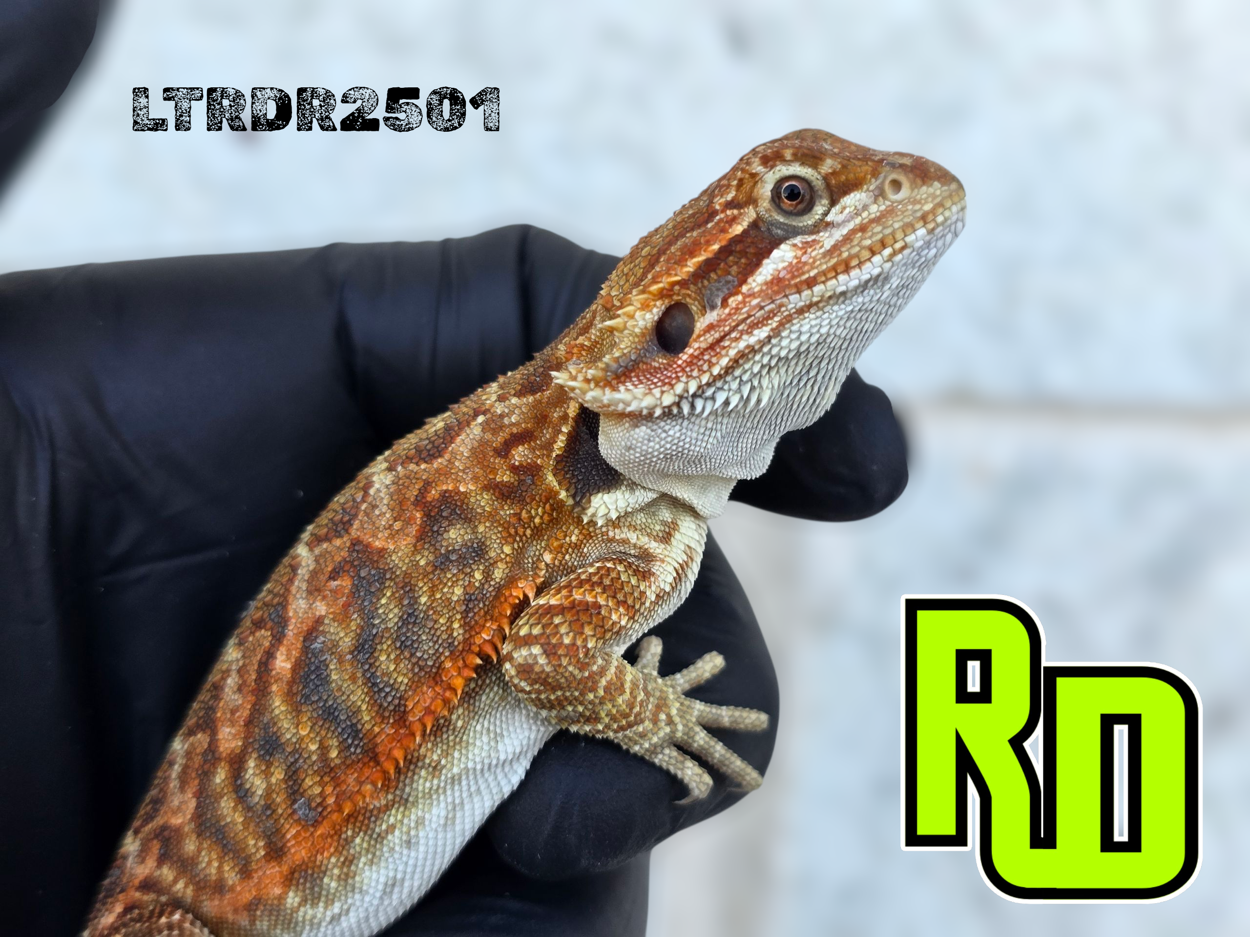 2025 RD Red Rainbow Tiger Leather Male - Reptile Deli Inc.