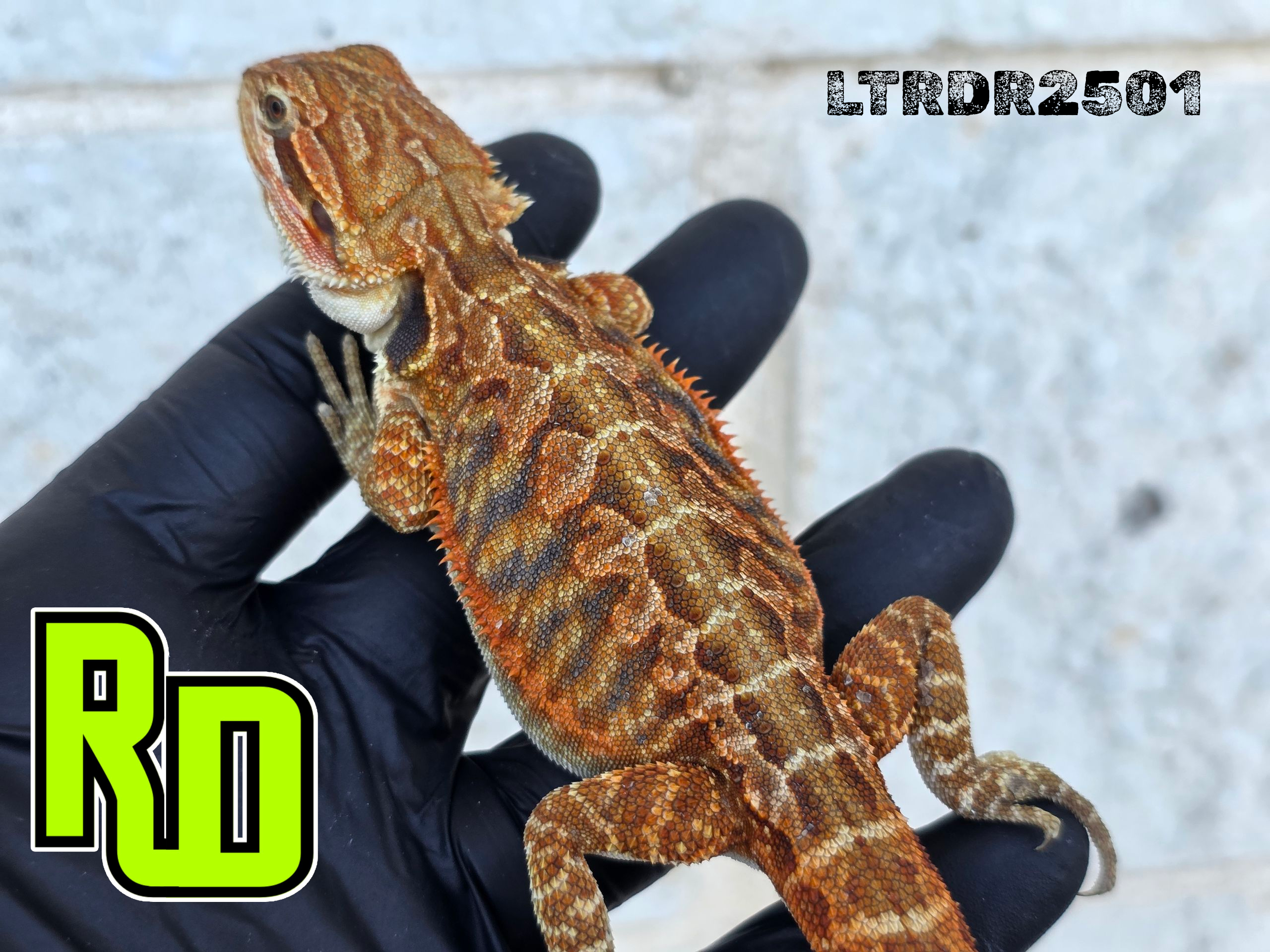 2025 RD Red Rainbow Tiger Leather Male - Reptile Deli Inc.