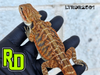 2025 RD Red Rainbow Tiger Leather Male - Reptile Deli Inc.