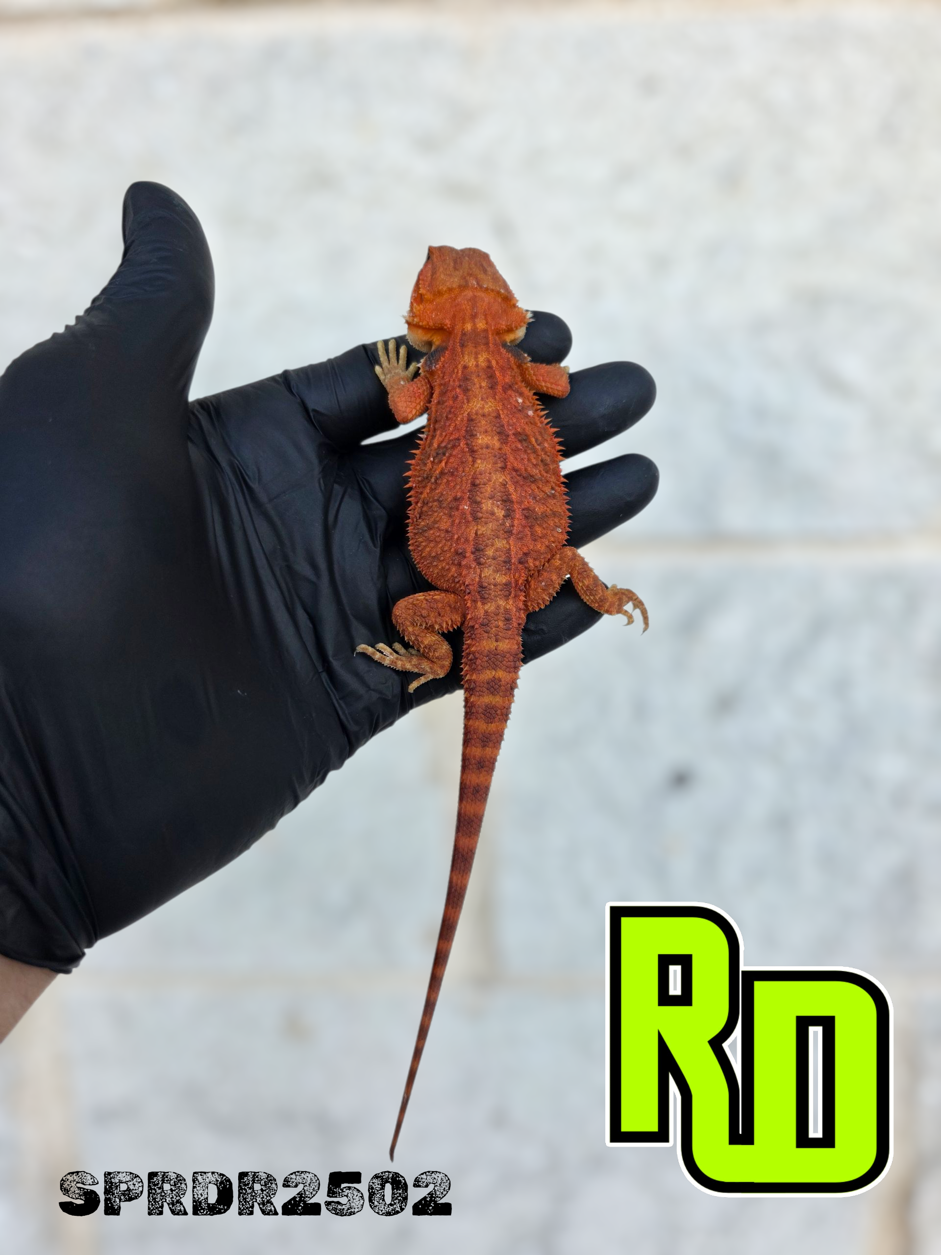 2025 Spain Red X RD Red Translucent Male - Reptile Deli Inc.