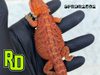 2025 Spain Red X RD Red Translucent Male - Reptile Deli Inc.