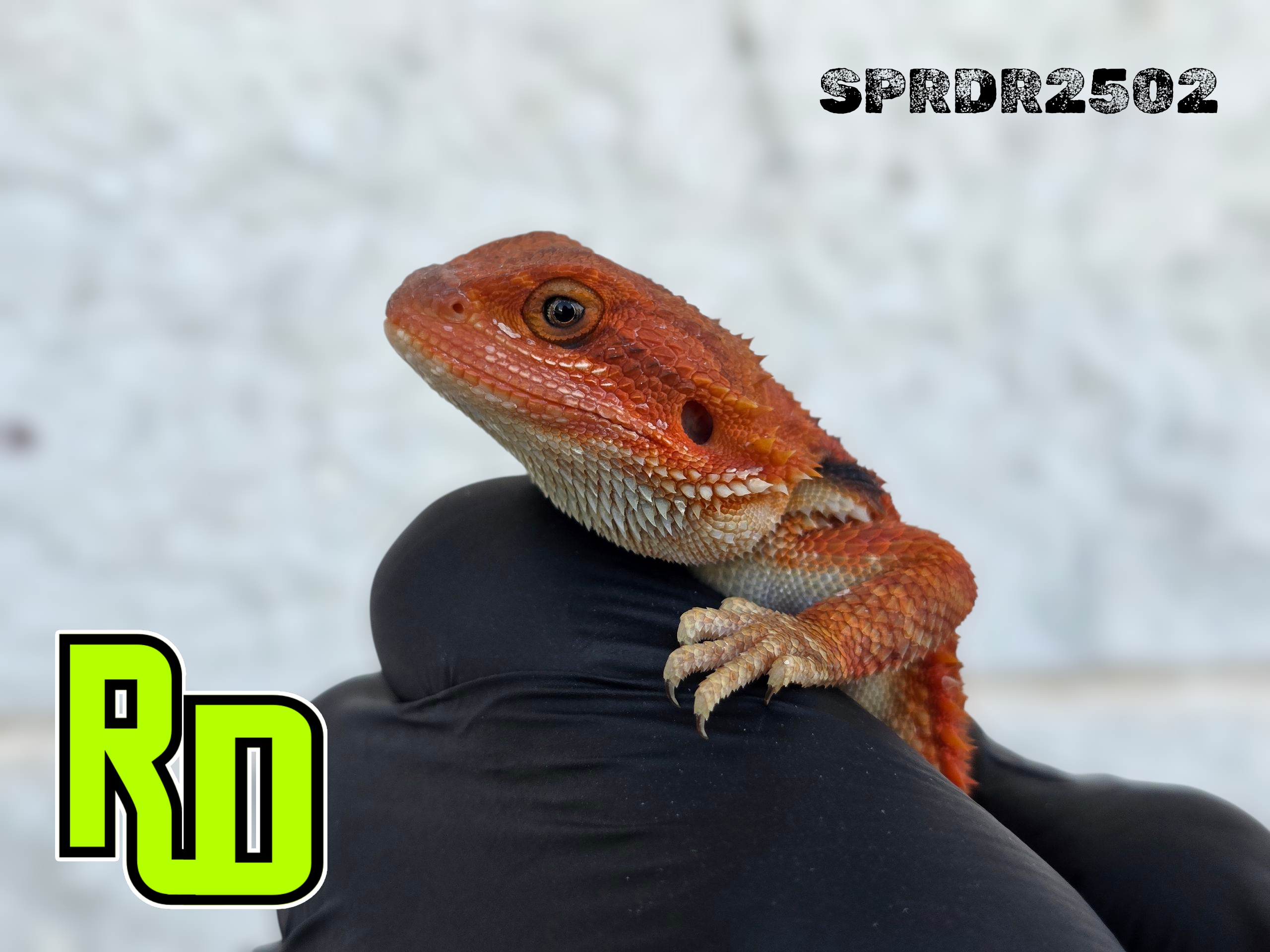 2025 Spain Red X RD Red Translucent Male - Reptile Deli Inc.