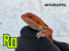 2025 Spain Red X RD Red Translucent Male - Reptile Deli Inc.