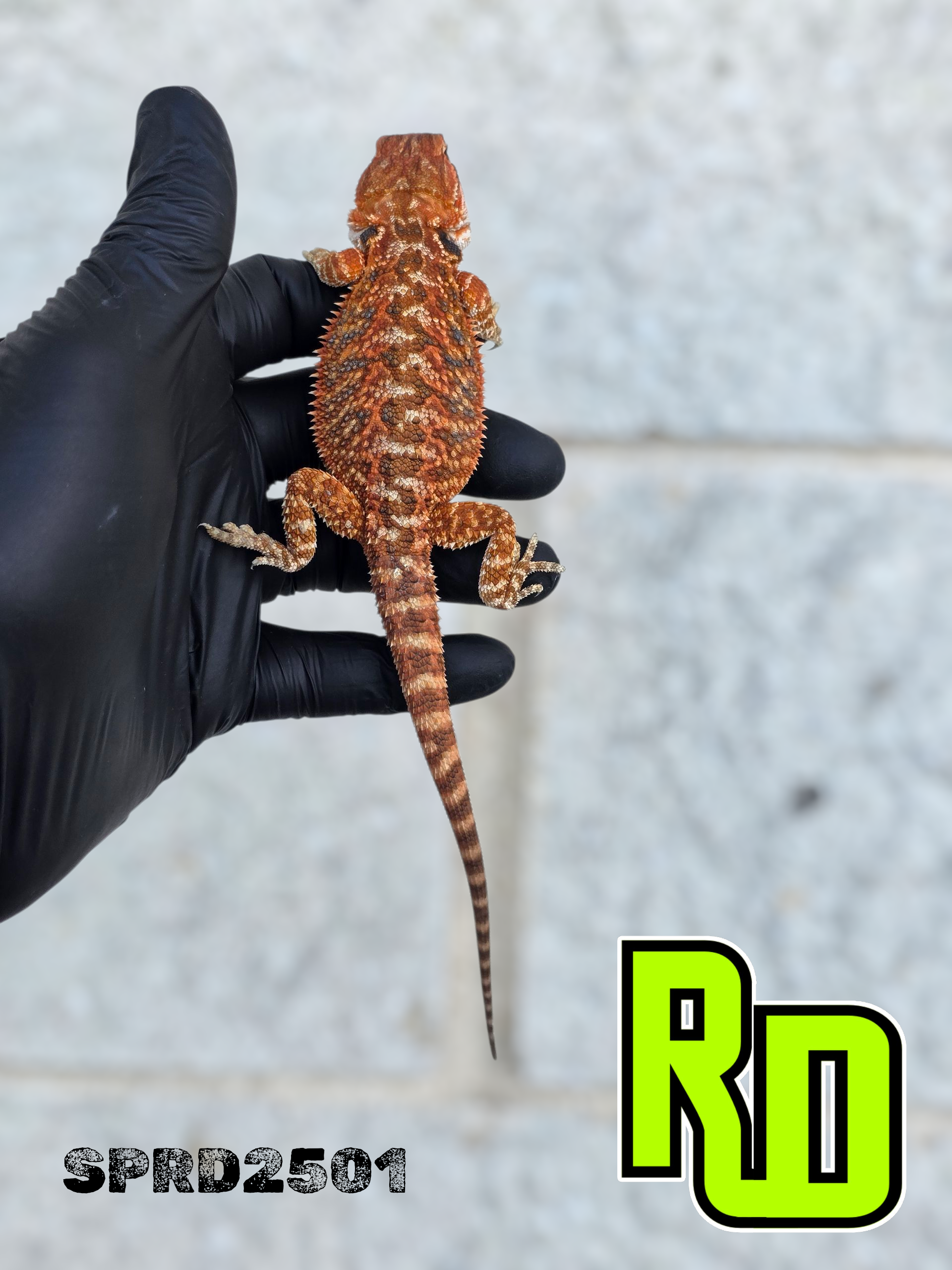 2025 Spain Red X RD Red Female - Reptile Deli Inc.