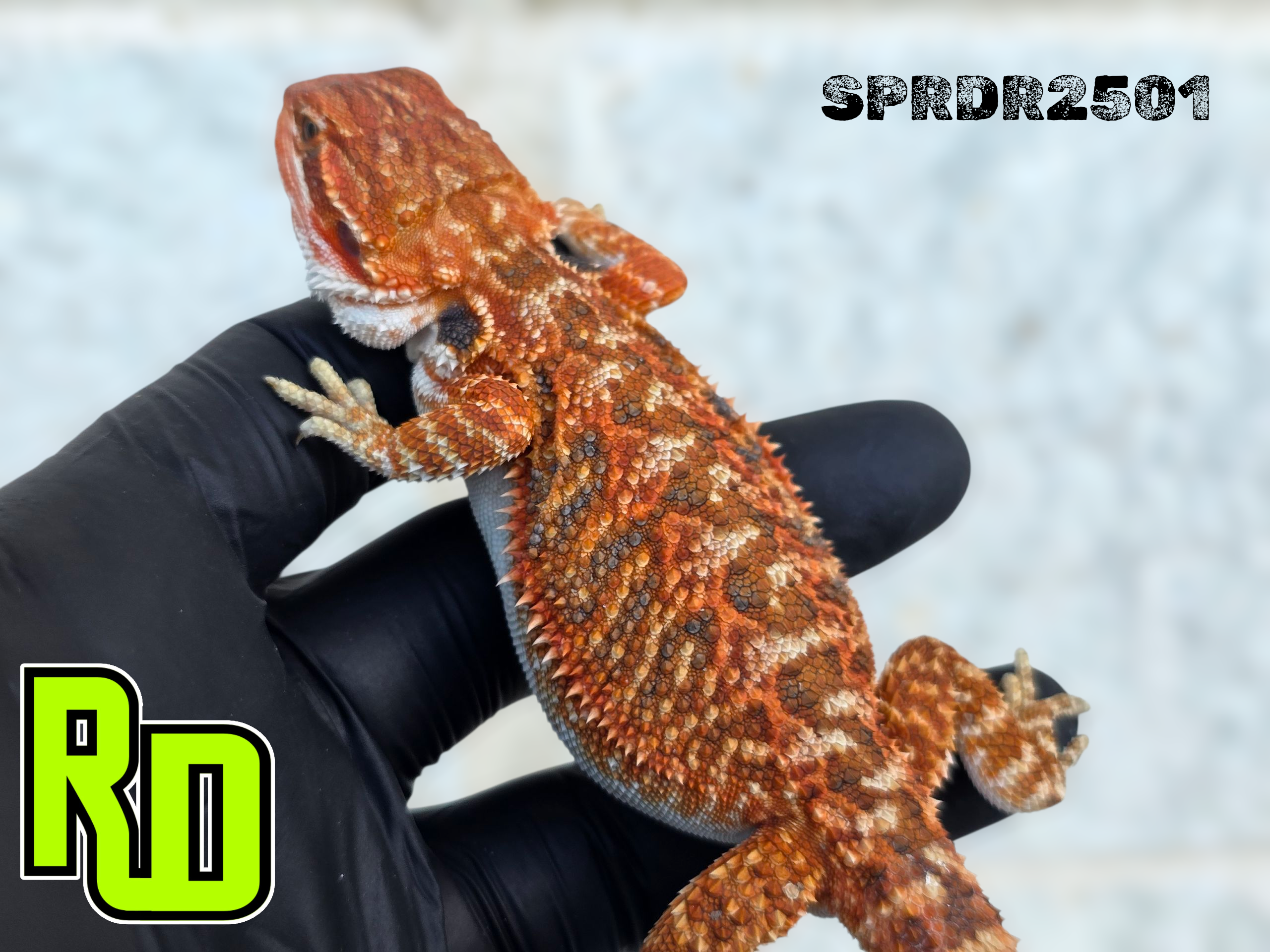 2025 Spain Red X RD Red Female - Reptile Deli Inc.