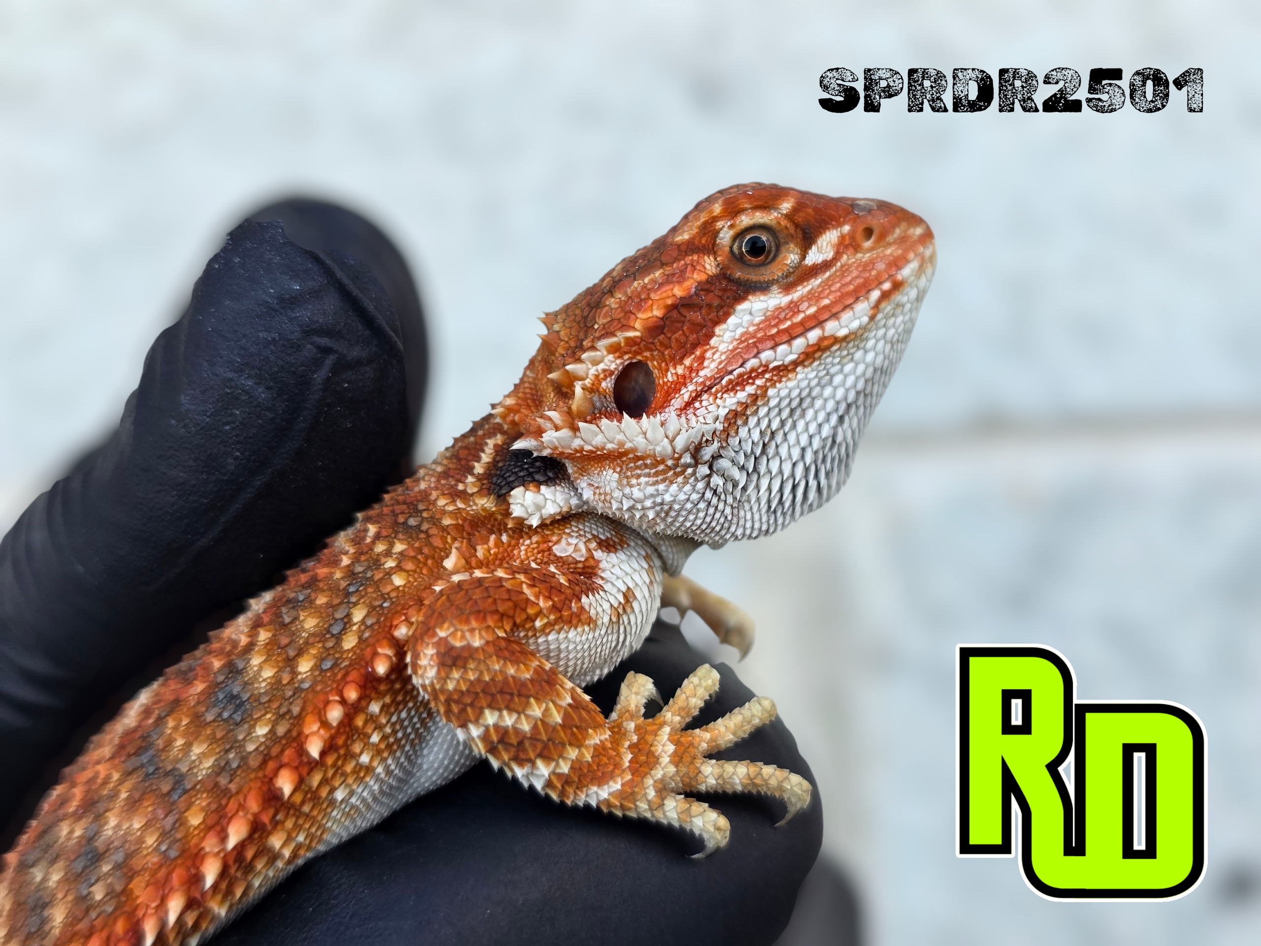 2025 Spain Red X RD Red Female - Reptile Deli Inc.