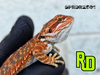 2025 Spain Red X RD Red Female - Reptile Deli Inc.