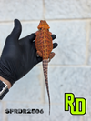 2025 Spain Red X RD Red Translucent Male - Reptile Deli Inc.