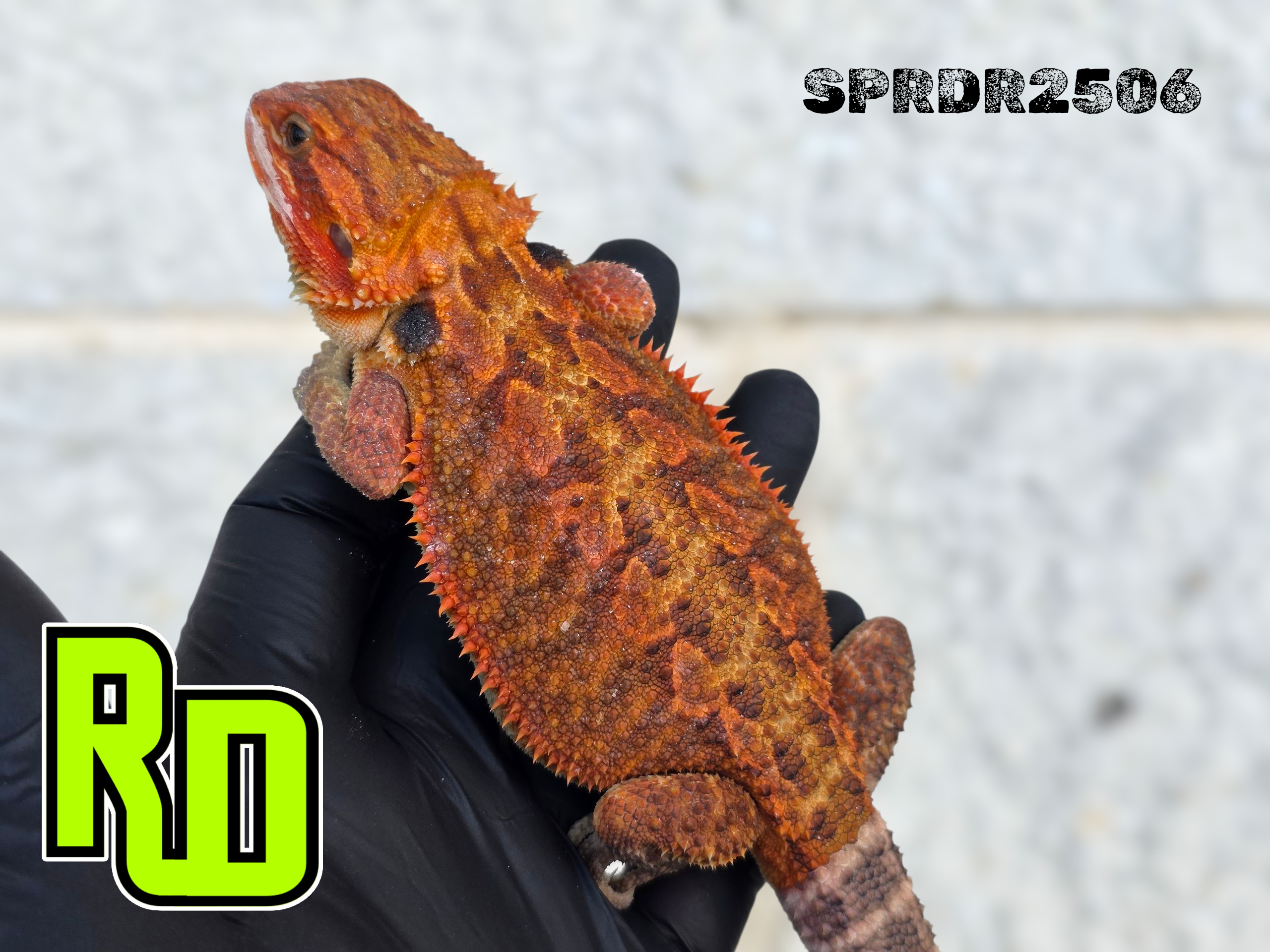 2025 Spain Red X RD Red Translucent Male - Reptile Deli Inc.
