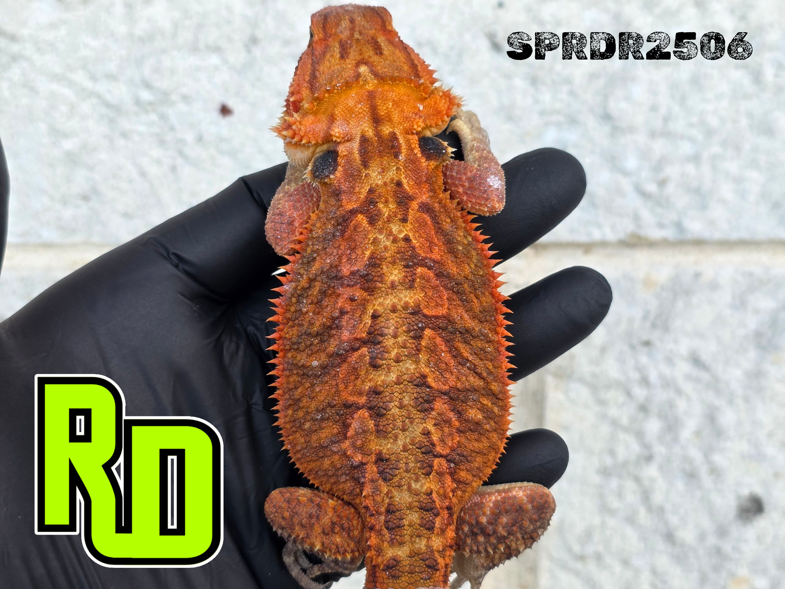 2025 Spain Red X RD Red Translucent Male - Reptile Deli Inc.