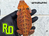 2025 Spain Red X RD Red Translucent Male - Reptile Deli Inc.