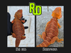 2025 Spain Red X RD Red Translucent Male - Reptile Deli Inc.