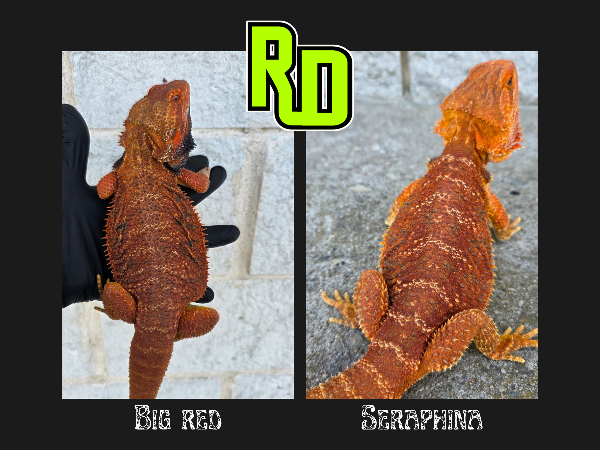 2025 Spain Red X RD Red Female - Reptile Deli Inc.