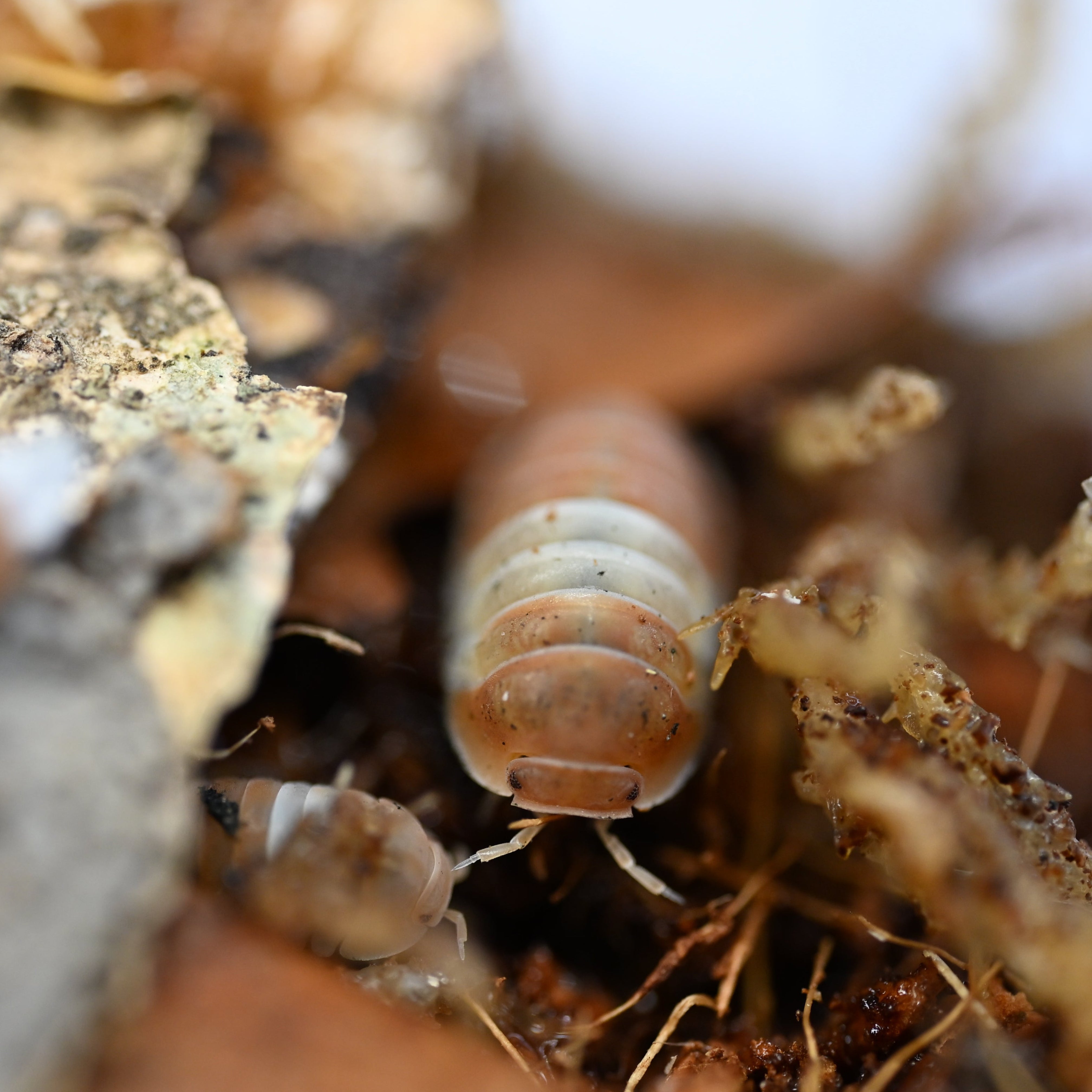 Red Panda King Isopods (10 Count) - Reptile Deli Inc.