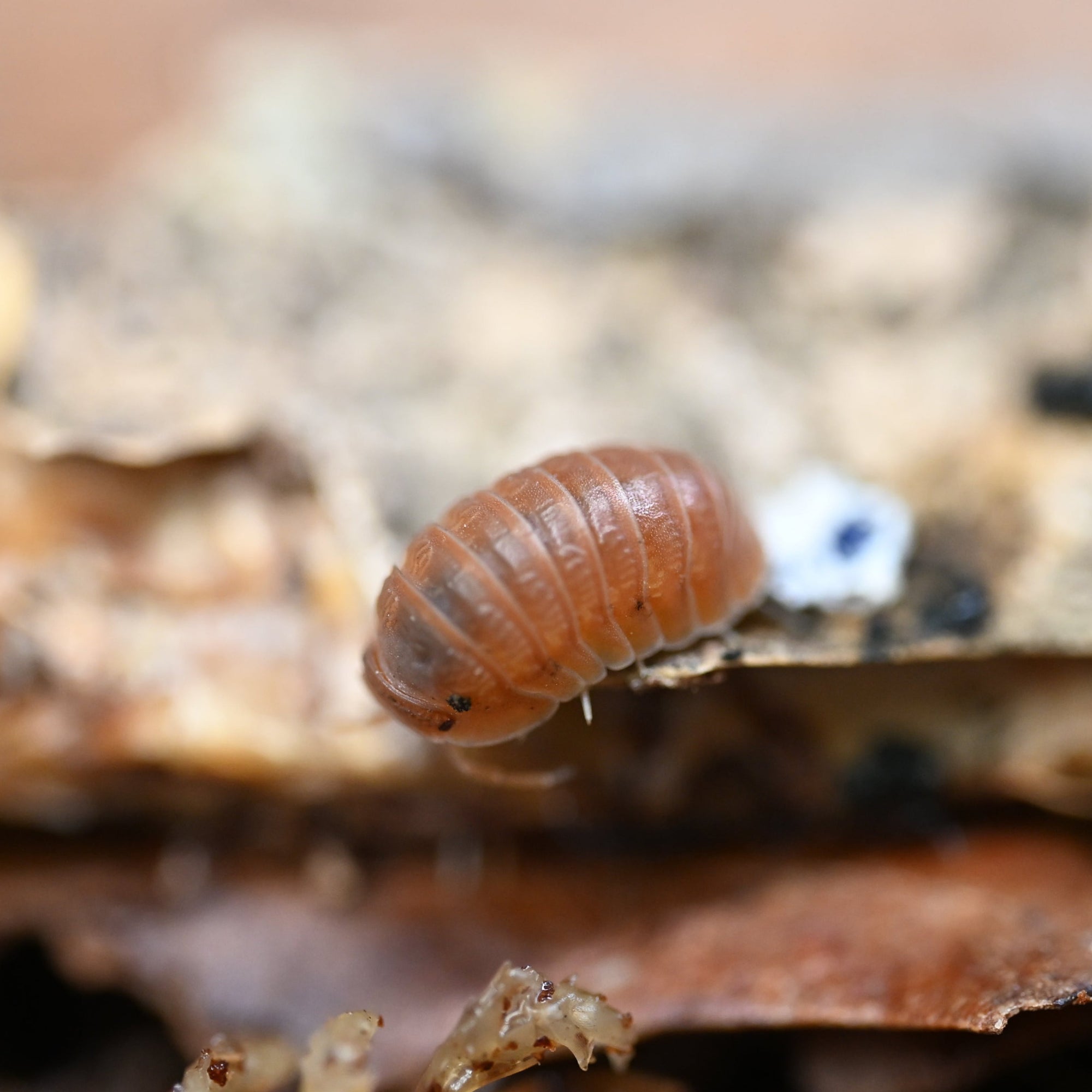 Mamey - Cubaris Murina Isopods (10 Count) - Reptile Deli Inc.