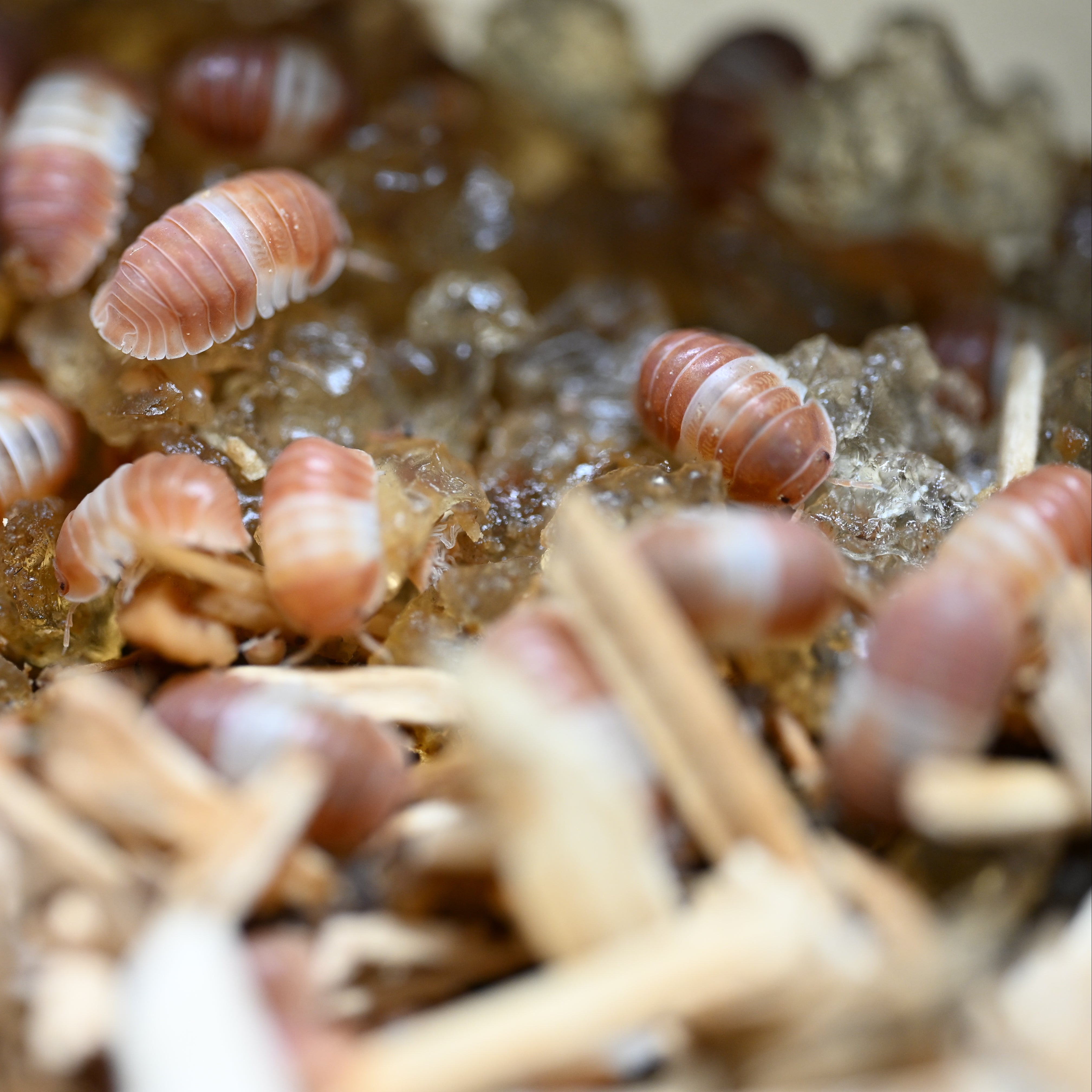 Red Panda King Isopods (10 Count) - Reptile Deli Inc.