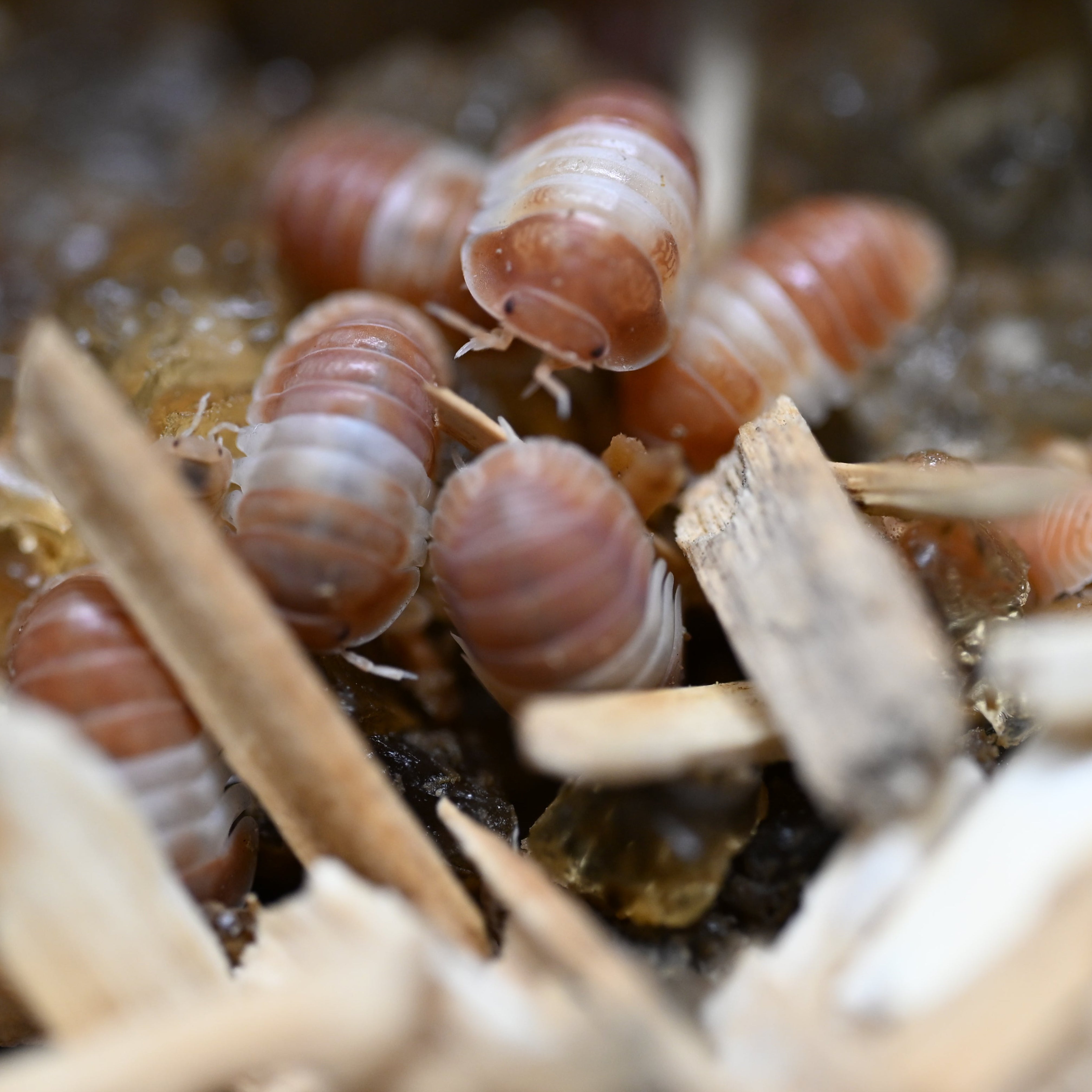 Red Panda King Isopods (10 Count) - Reptile Deli Inc.