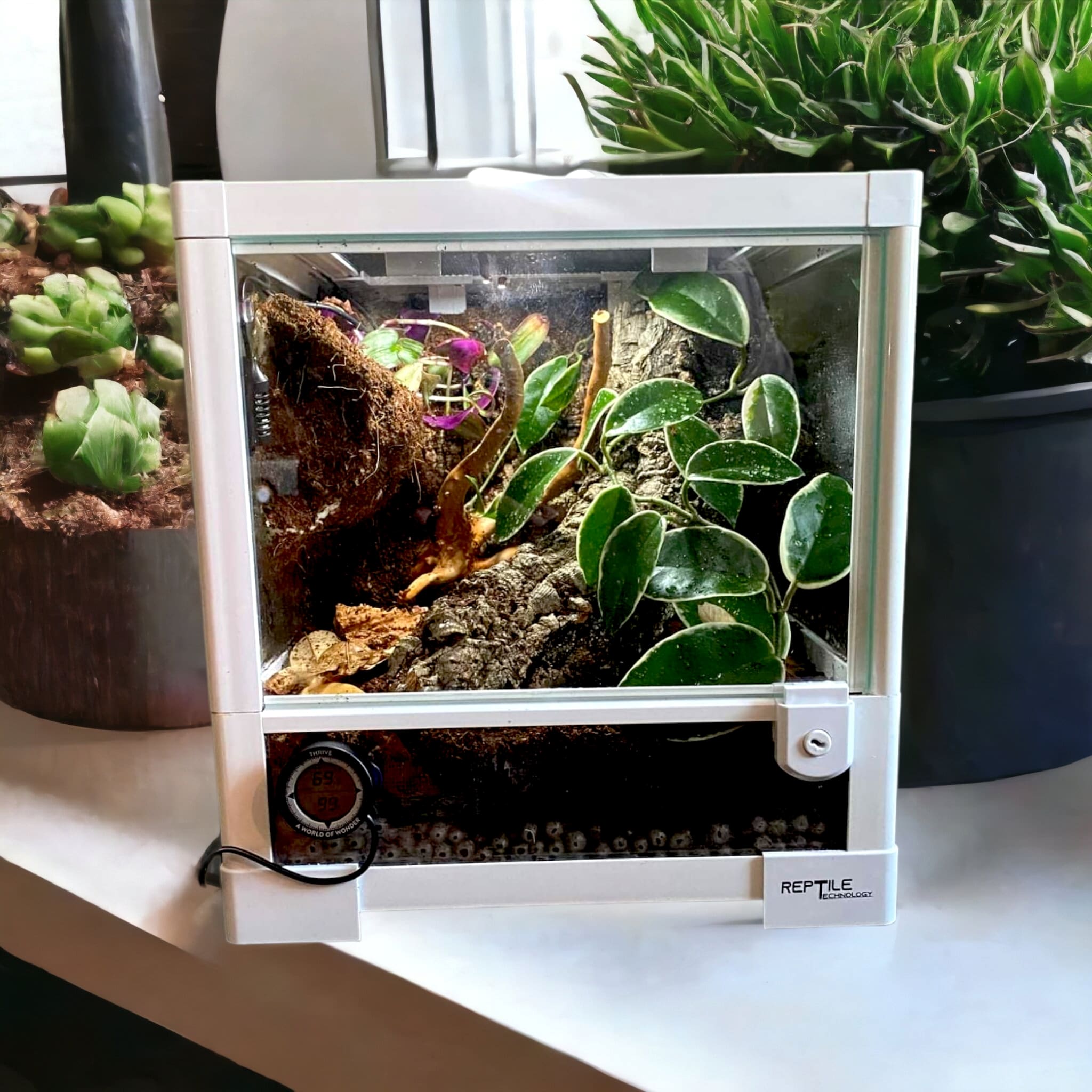 Reptile Deli Inc.