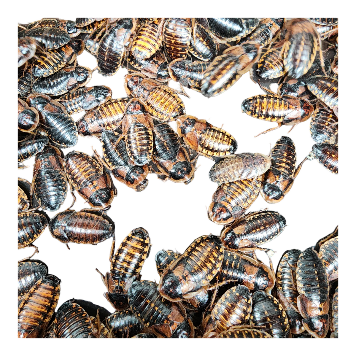 Dubia Roach - XL Adult - Bulk Roaches Reptile Food - Reptile Deli Inc.