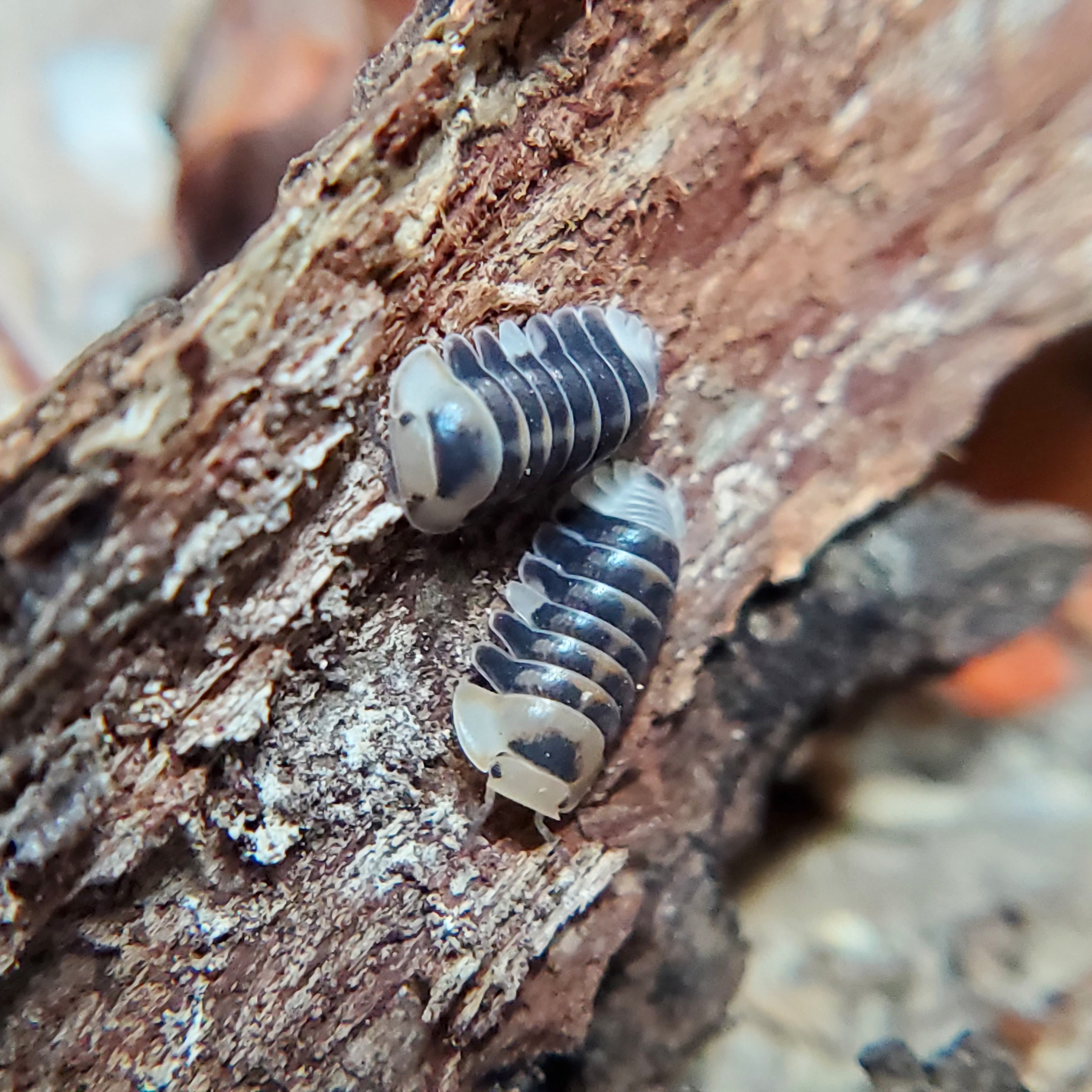 White Ducky - Cubaris - Reptile Deli Inc.