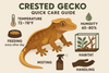 crested gecko quick care guide
