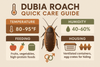 Dubia Roach Quick Care Guide