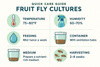 Fruit Fly Culture Quick Care Guide