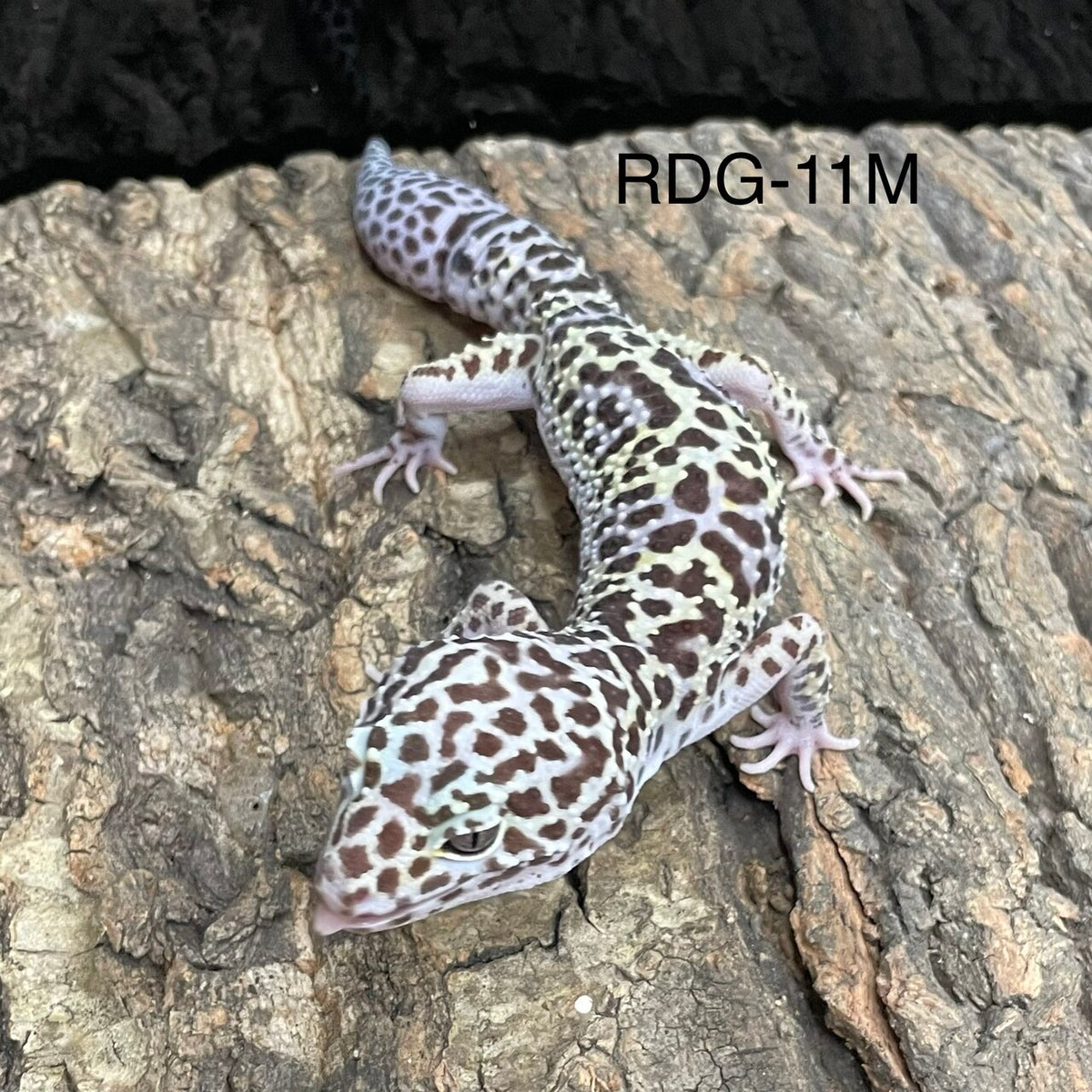 Mack Snow - Reptile Deli Inc.