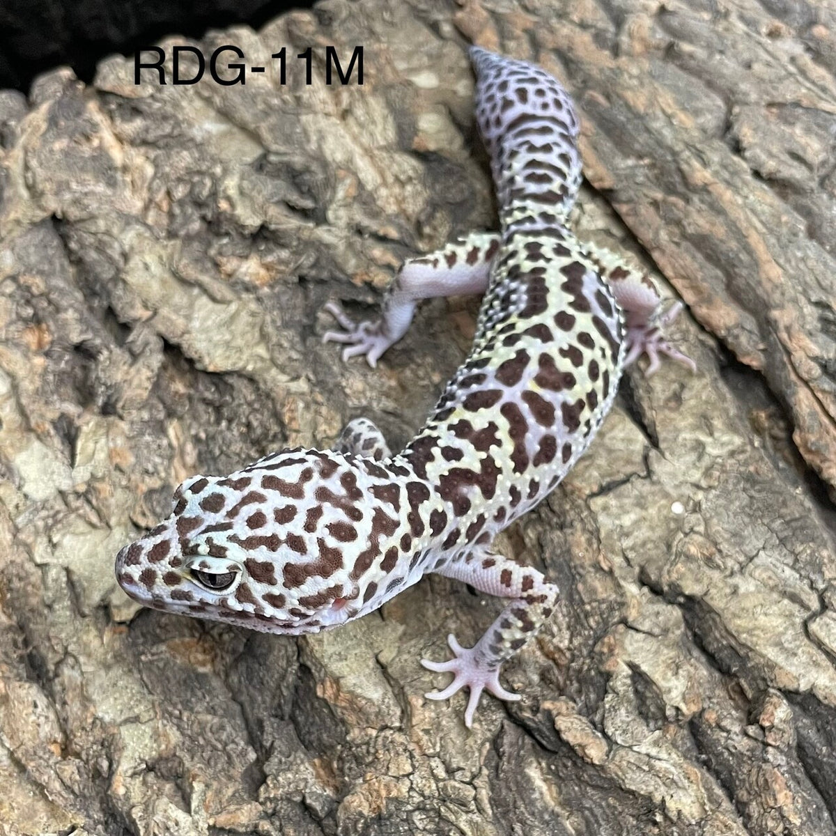 Mack Snow - Reptile Deli Inc.