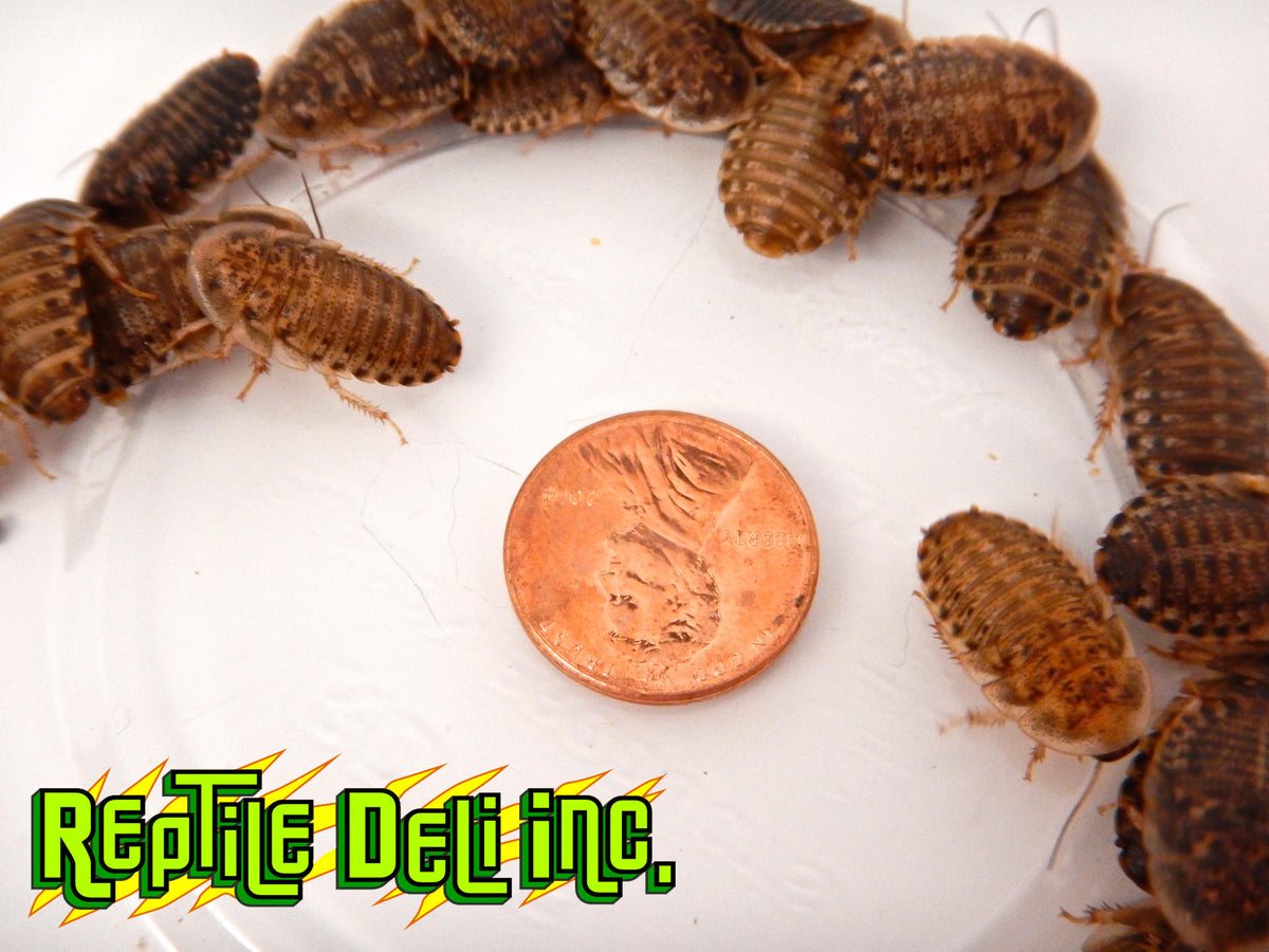 Dubia Roach - Medium - Bulk Roaches Reptile Food - Reptile Deli Inc.