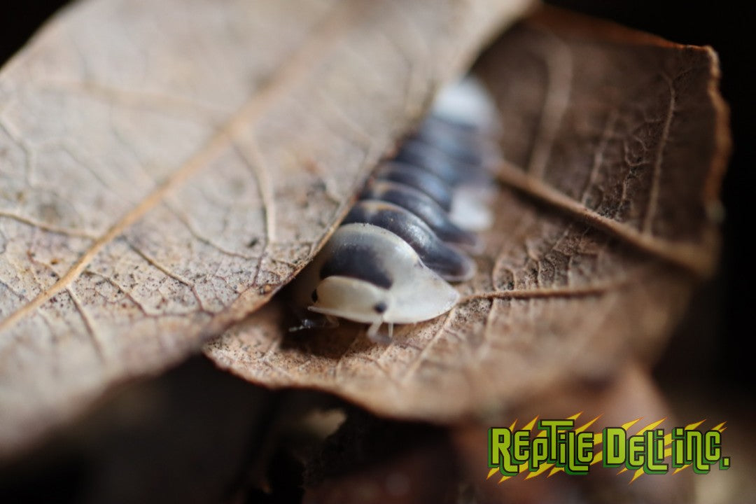 White Ducky - Cubaris - Reptile Deli Inc.