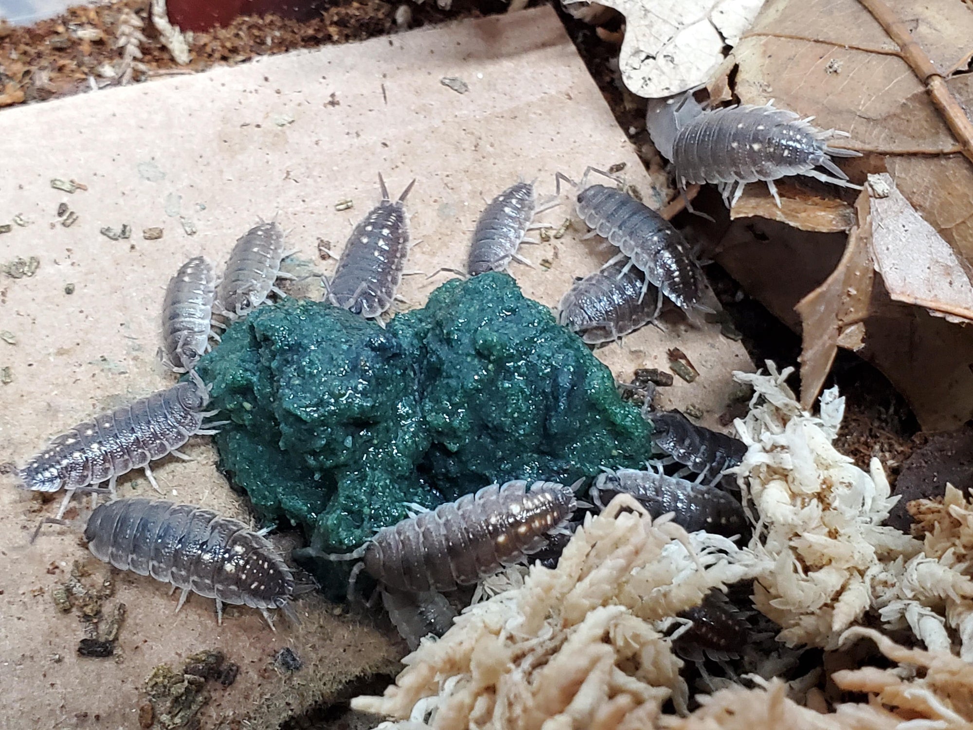 South - Porcellio Ornatus (12 Count) - Reptile Deli Inc.