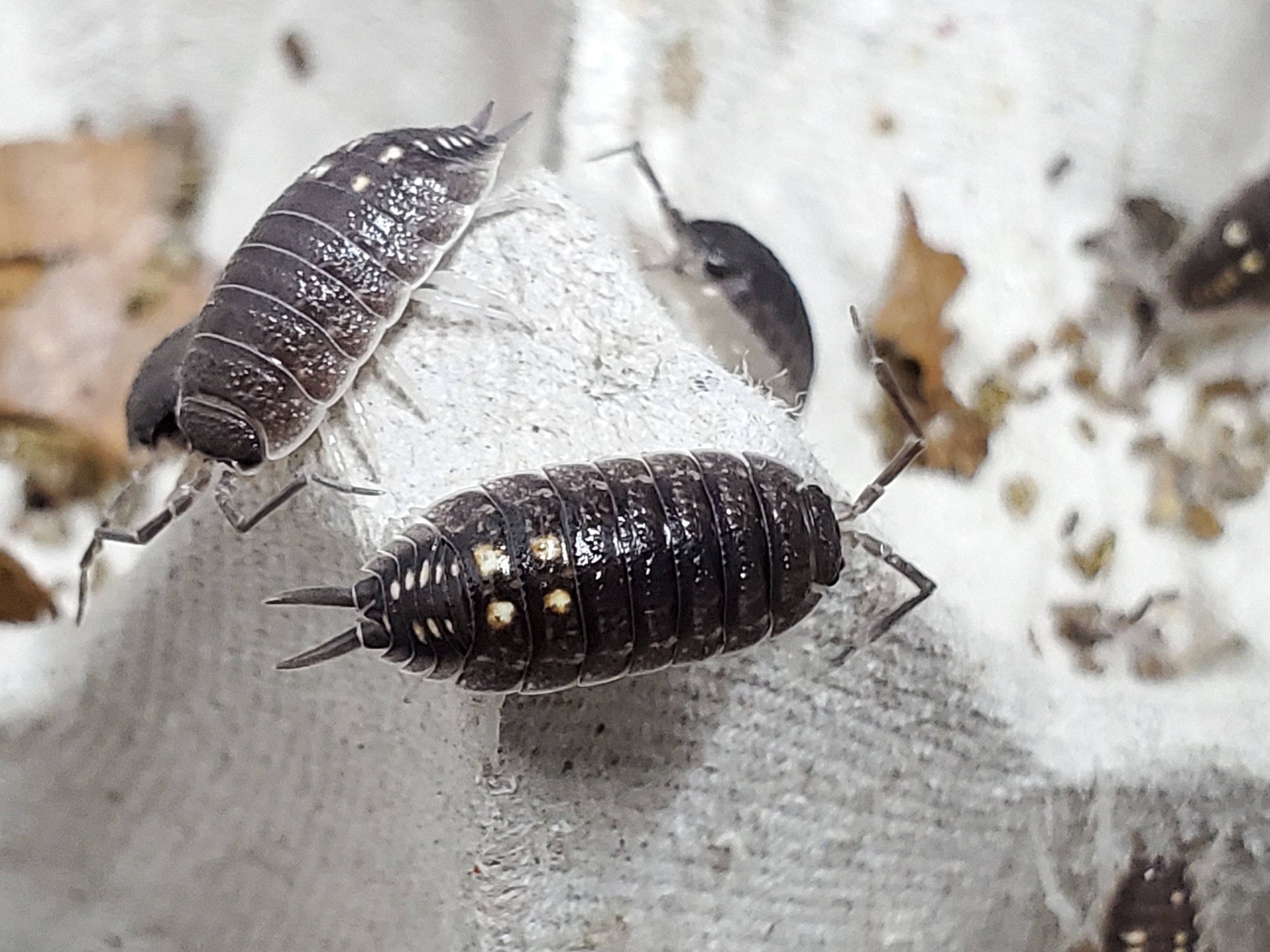 South - Porcellio Ornatus (12 Count) - Reptile Deli Inc.