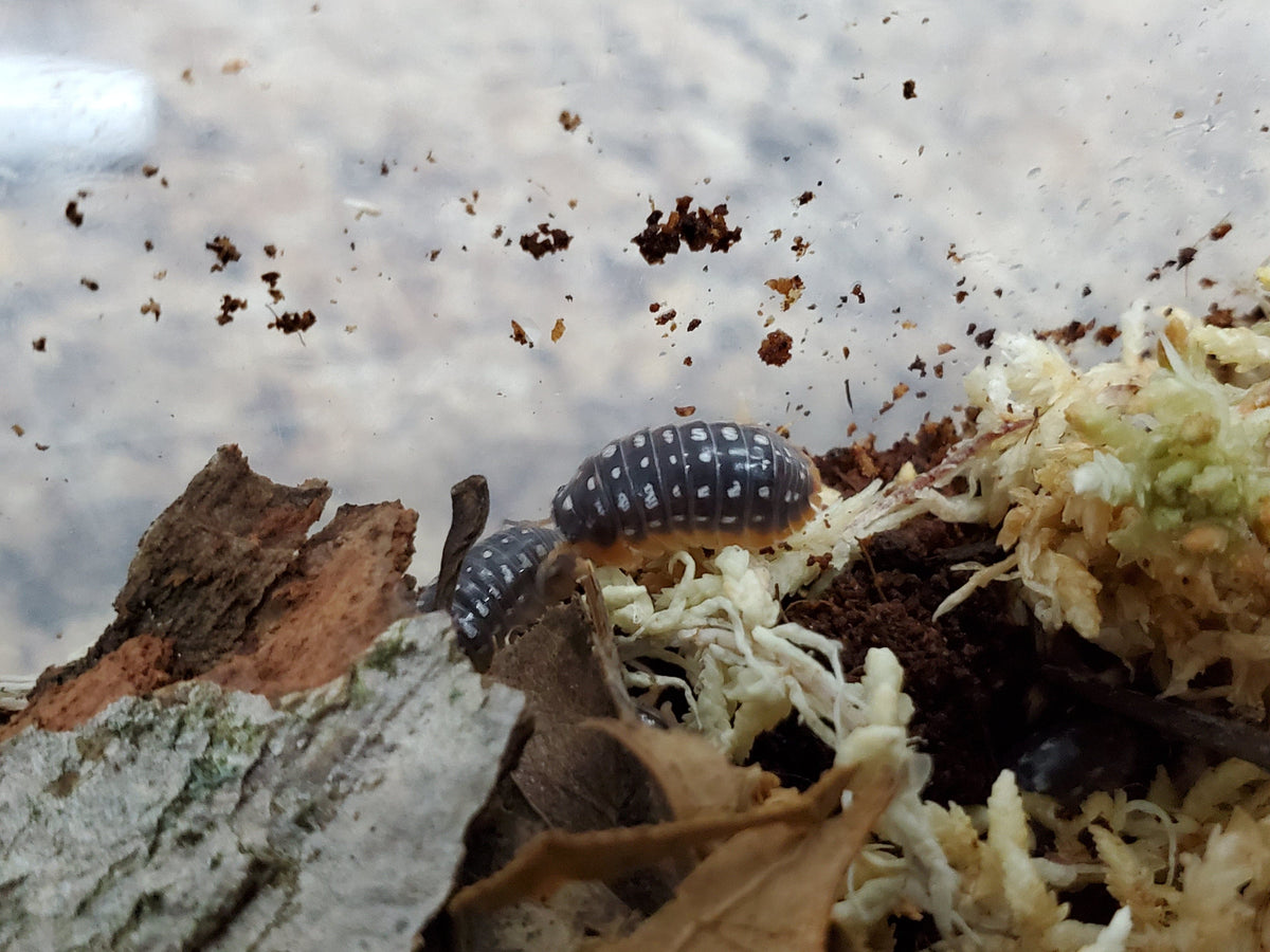 Armadillidium Werneri Isopods (10 Count) - Reptile Deli Inc.