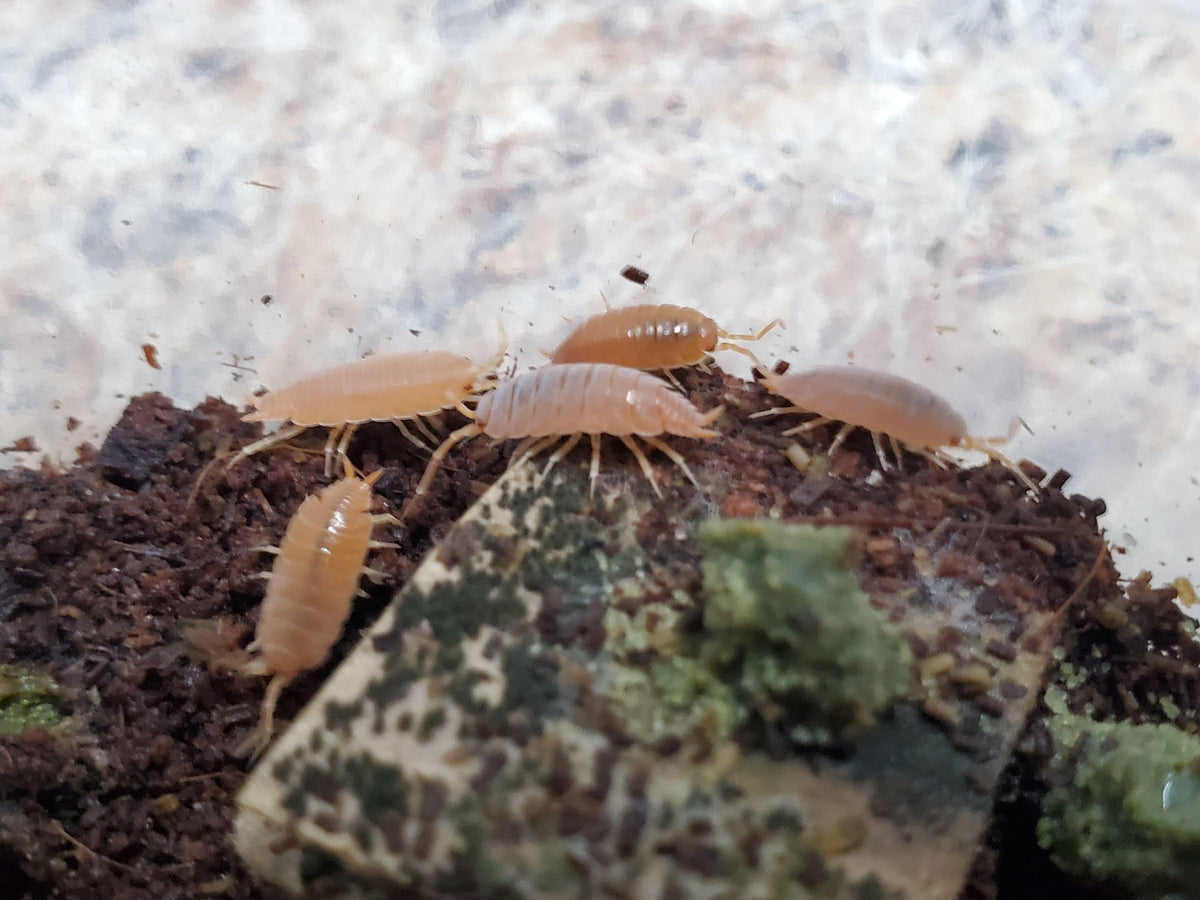 Powder Orange Isopods (12 Count) - Reptile Deli Inc.